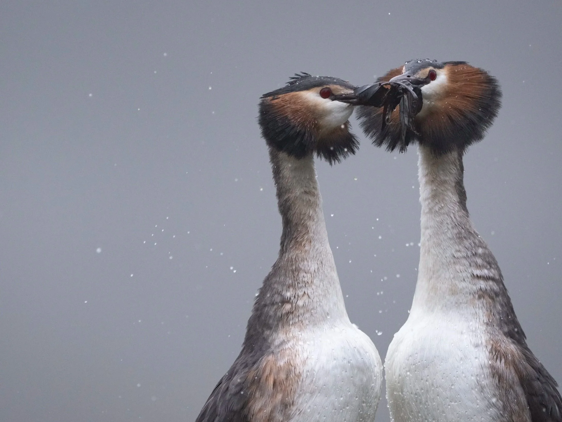 Contact Suffolk Wildlife Photographer, Nick Hurst
