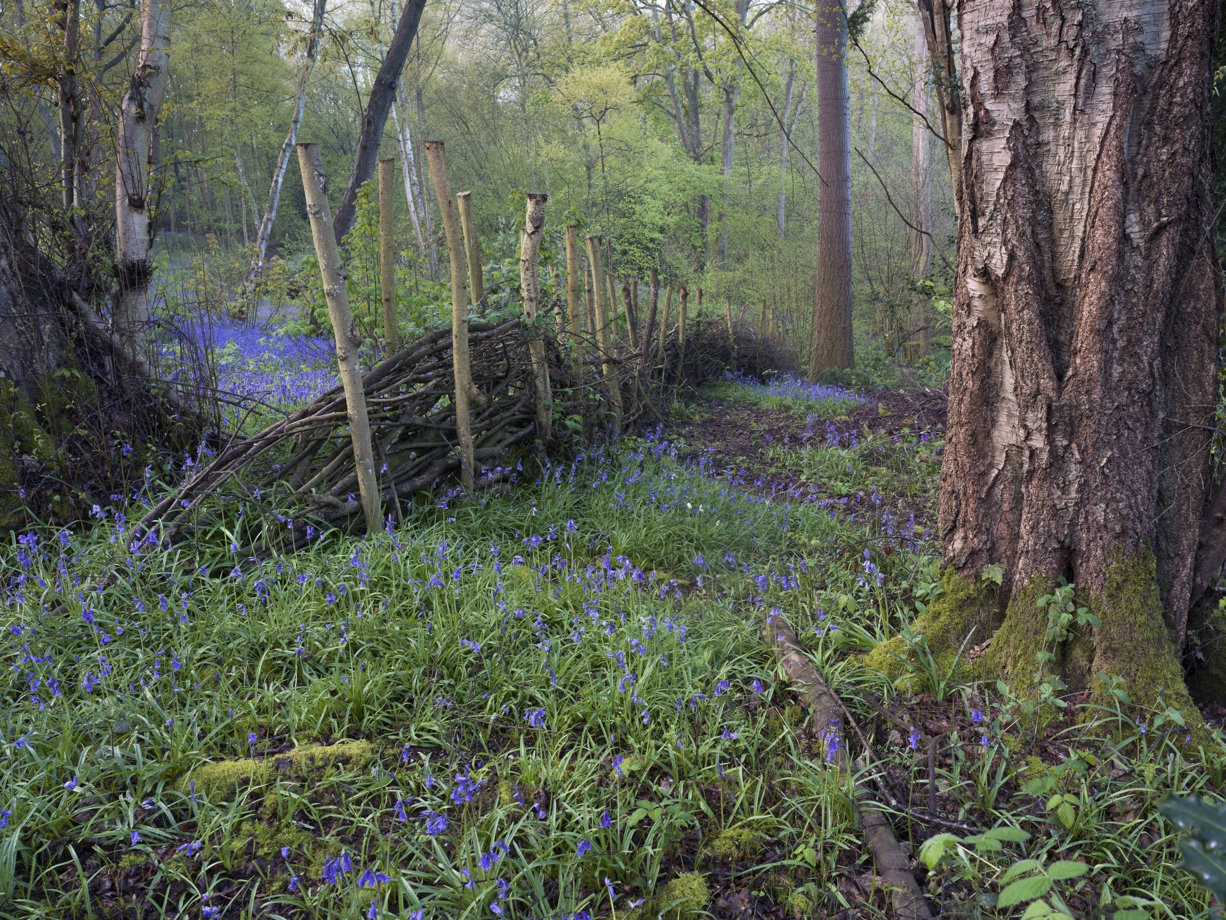 A sea of bluebells celebrate the onset of Spring at Arger Fen, Suffolk.