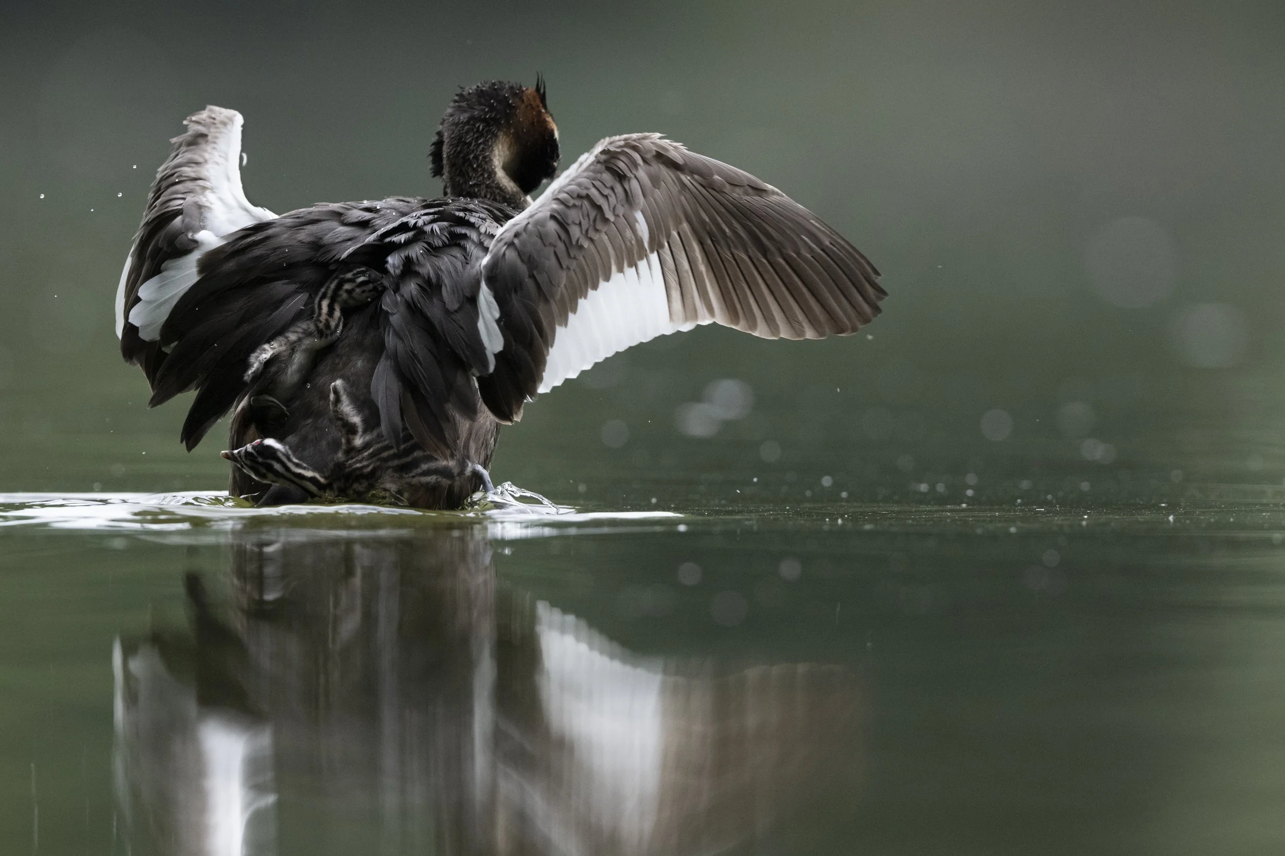 A Great Crested Grebe with her chicks at sunrise.