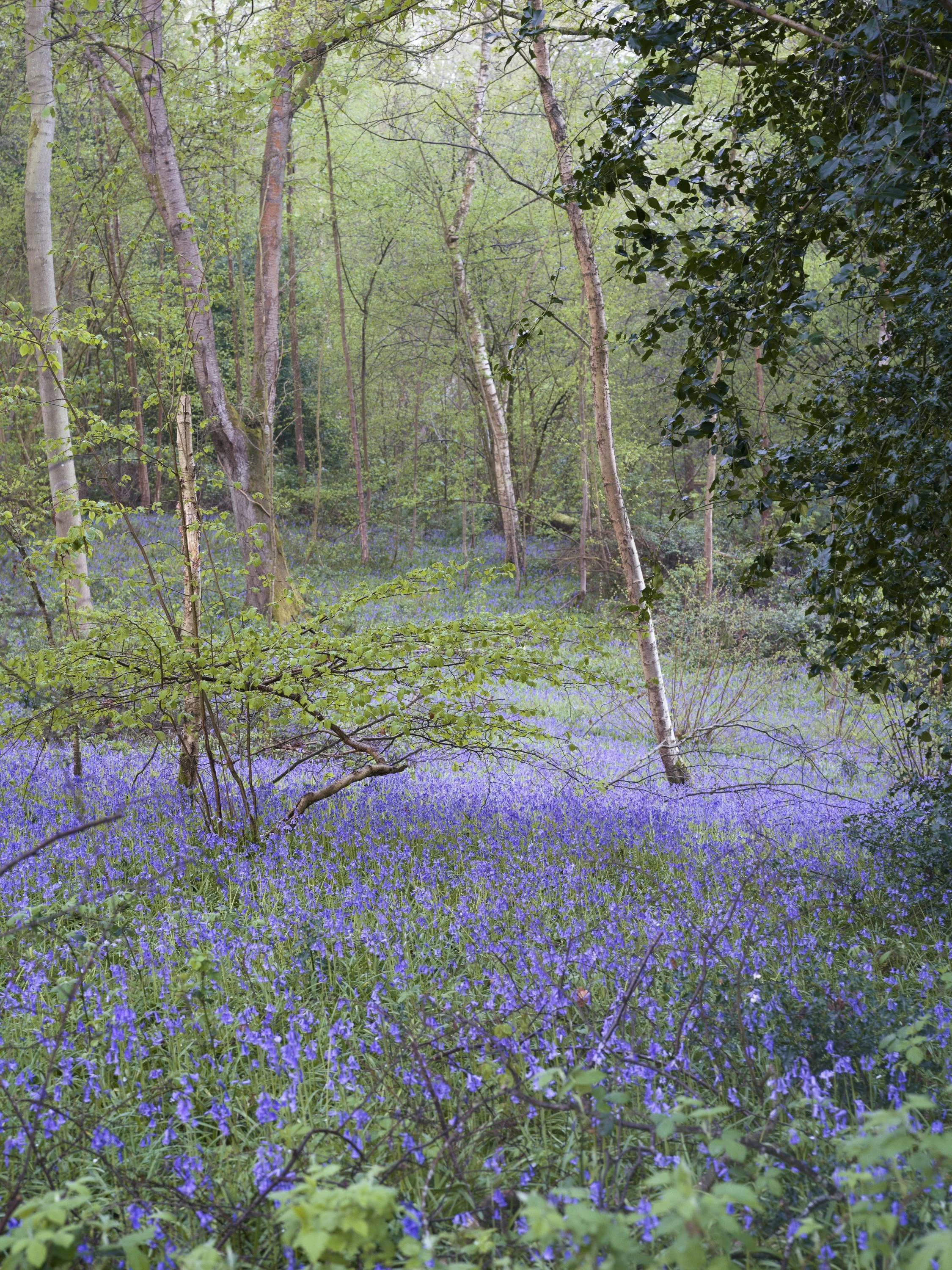 A sea of bluebells celebrate the onset of Spring at Arger Fen, Suffolk.