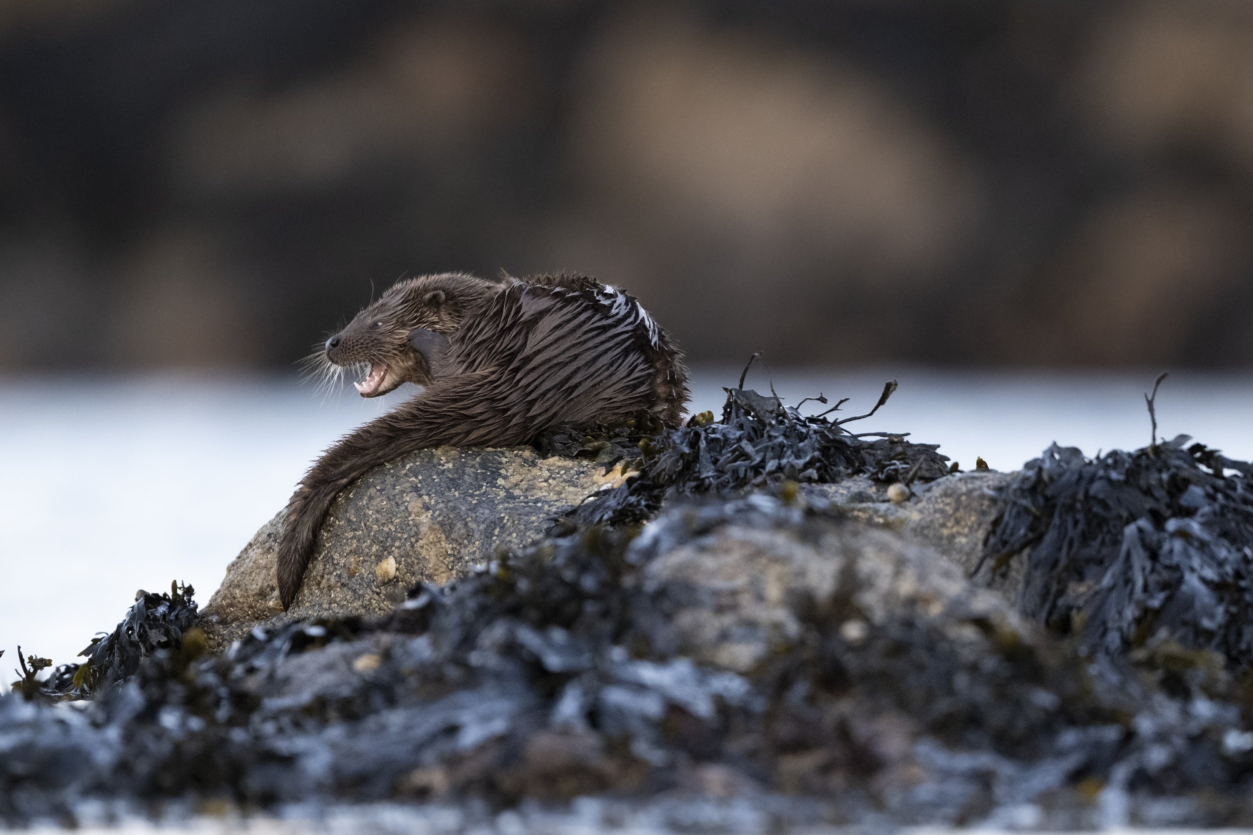 A young, preening otter cub, along the North Uist shoreline, Outer Hebrides.