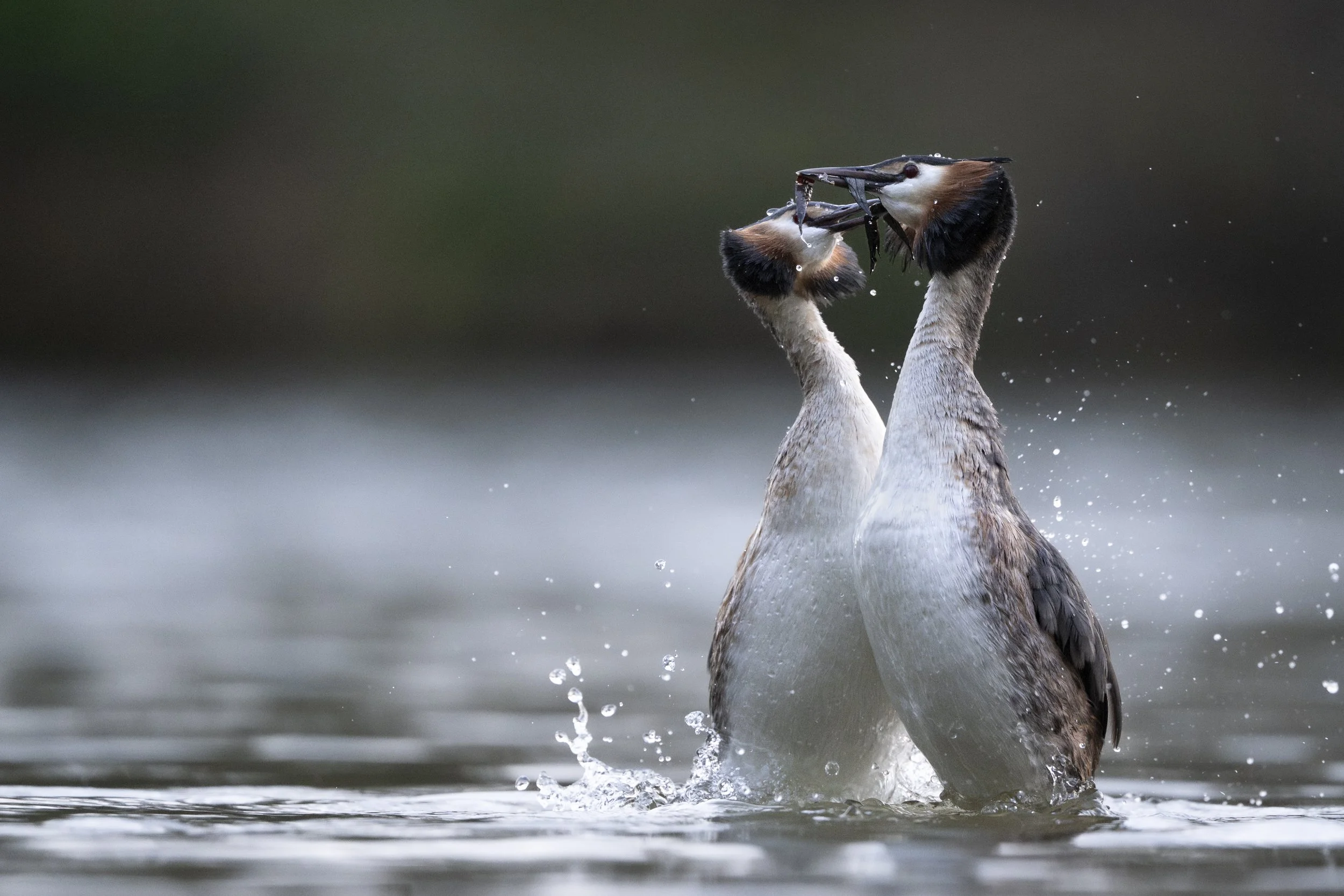 Dancing Grebes rise from the lake