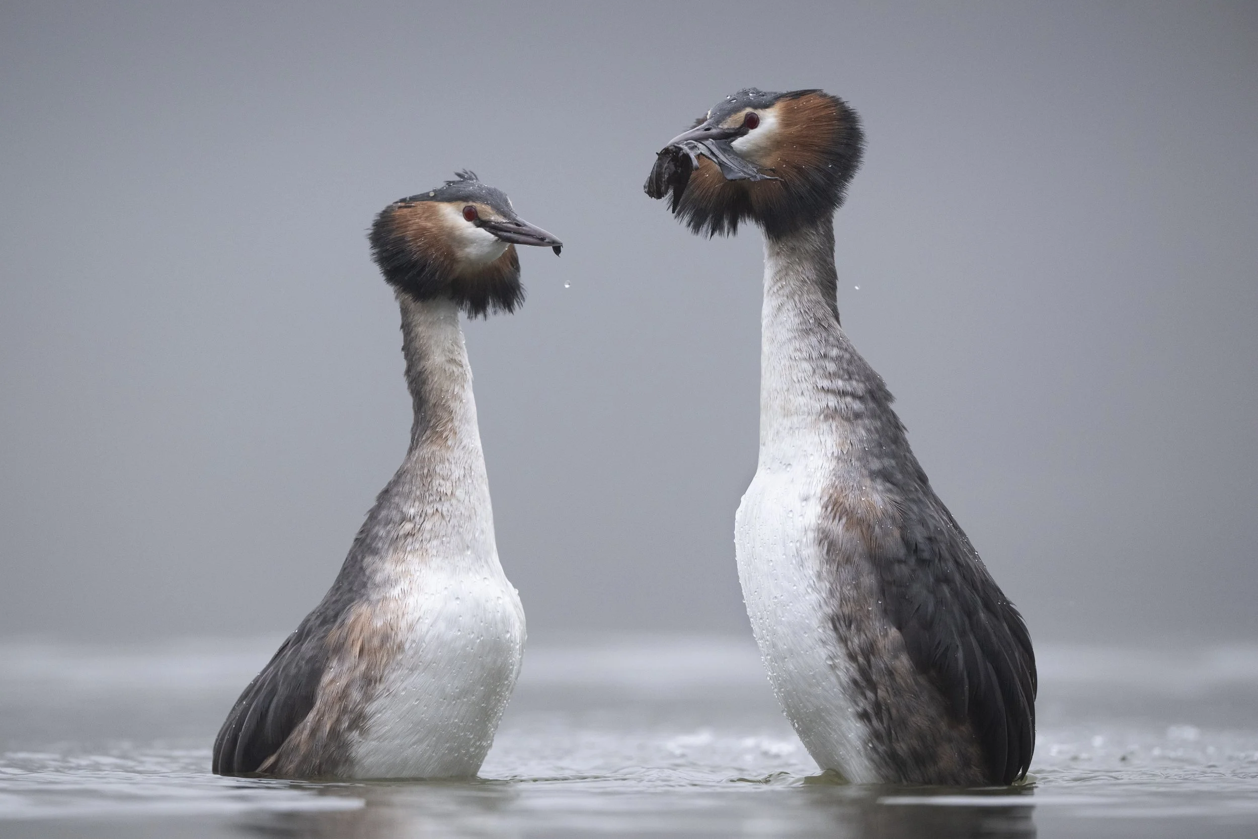 Great Crested Grebes "weed dancing"