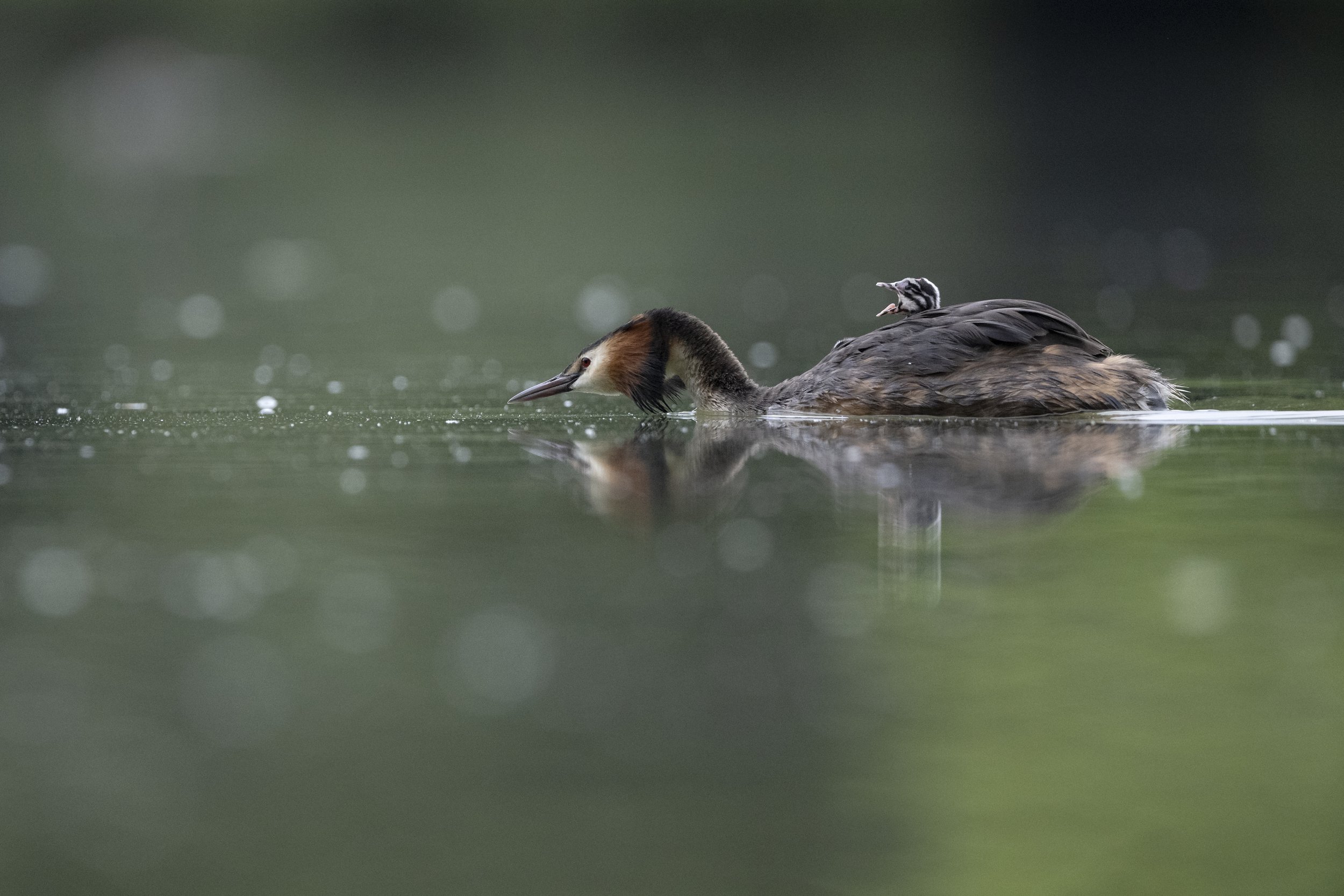 A Great Crested Grebe with her chick patrols the lake at sunrise.