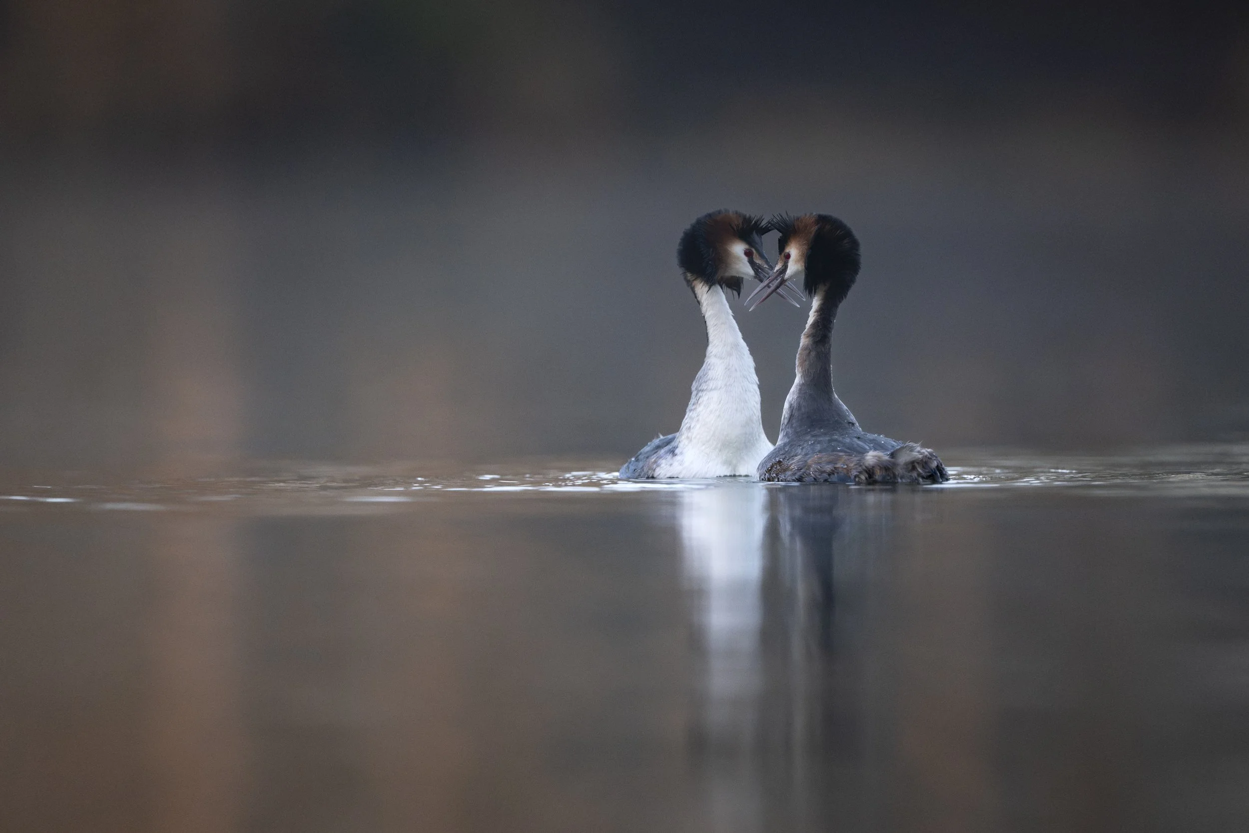 Courting Grebes at sunrise.
