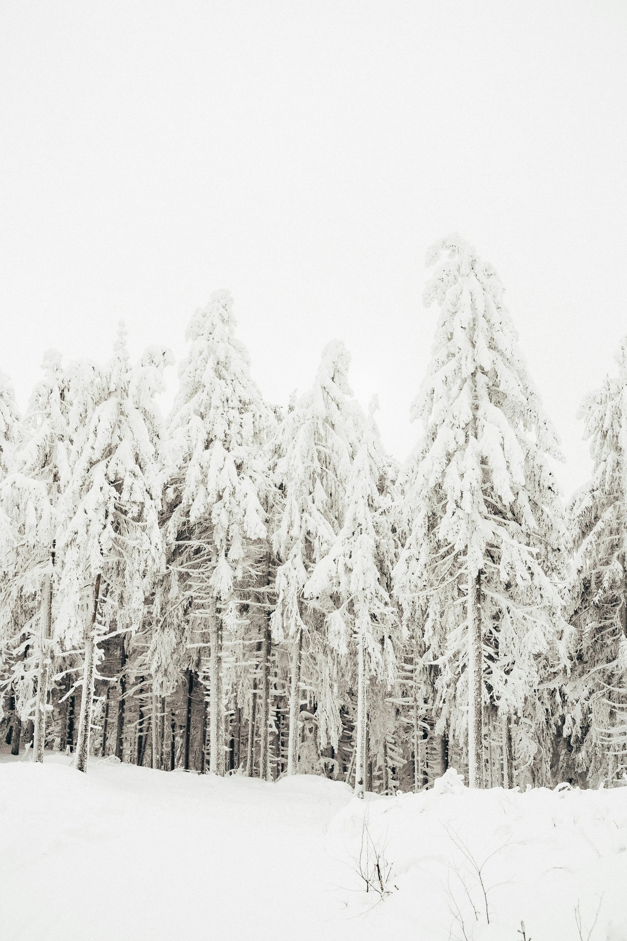 Reiki in Winter: Letting Go, Rejuvenating, and Embracing the Seasonal Slowness