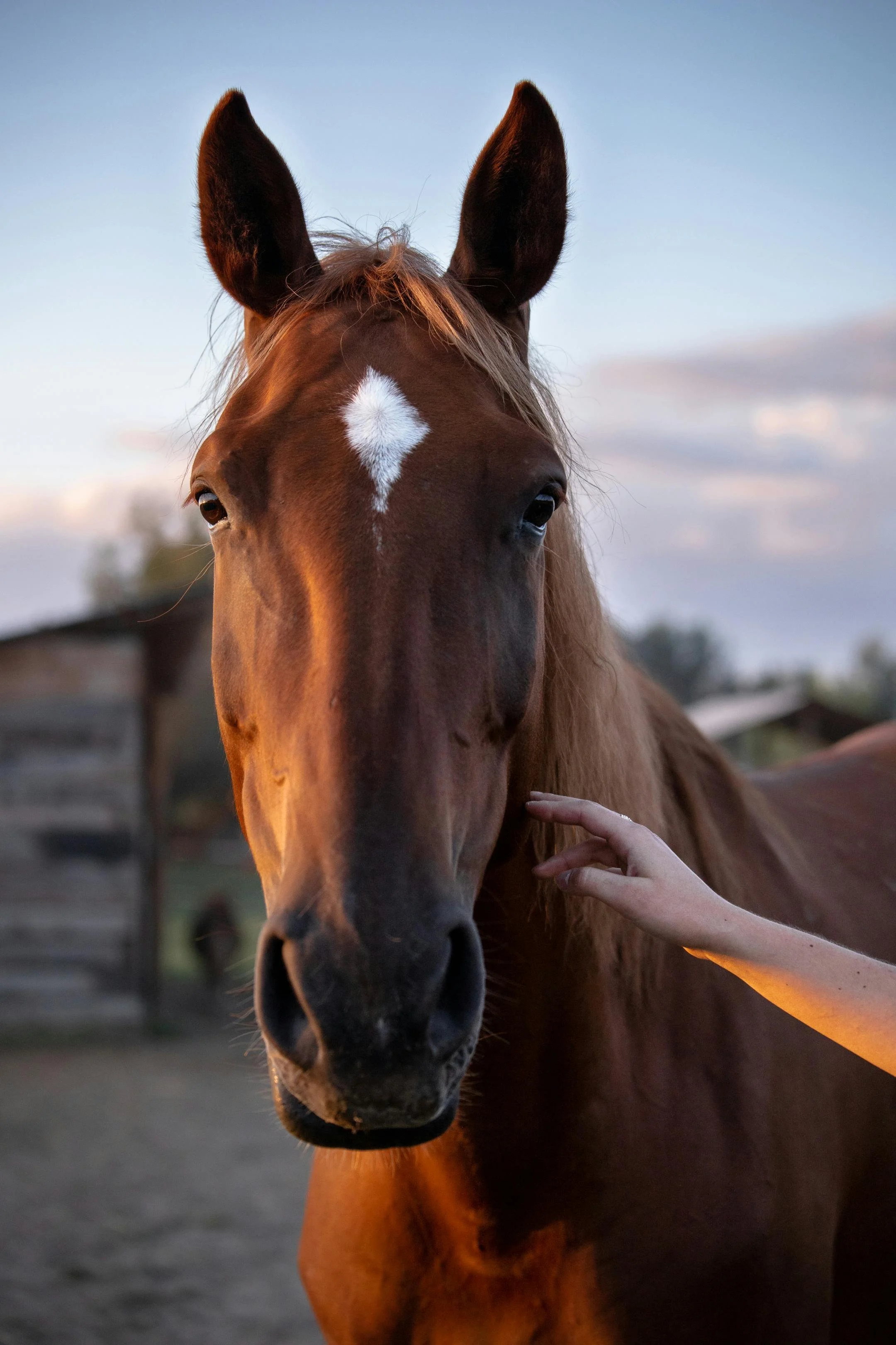 Equine Reiki Sessions Are Open for the Summer!