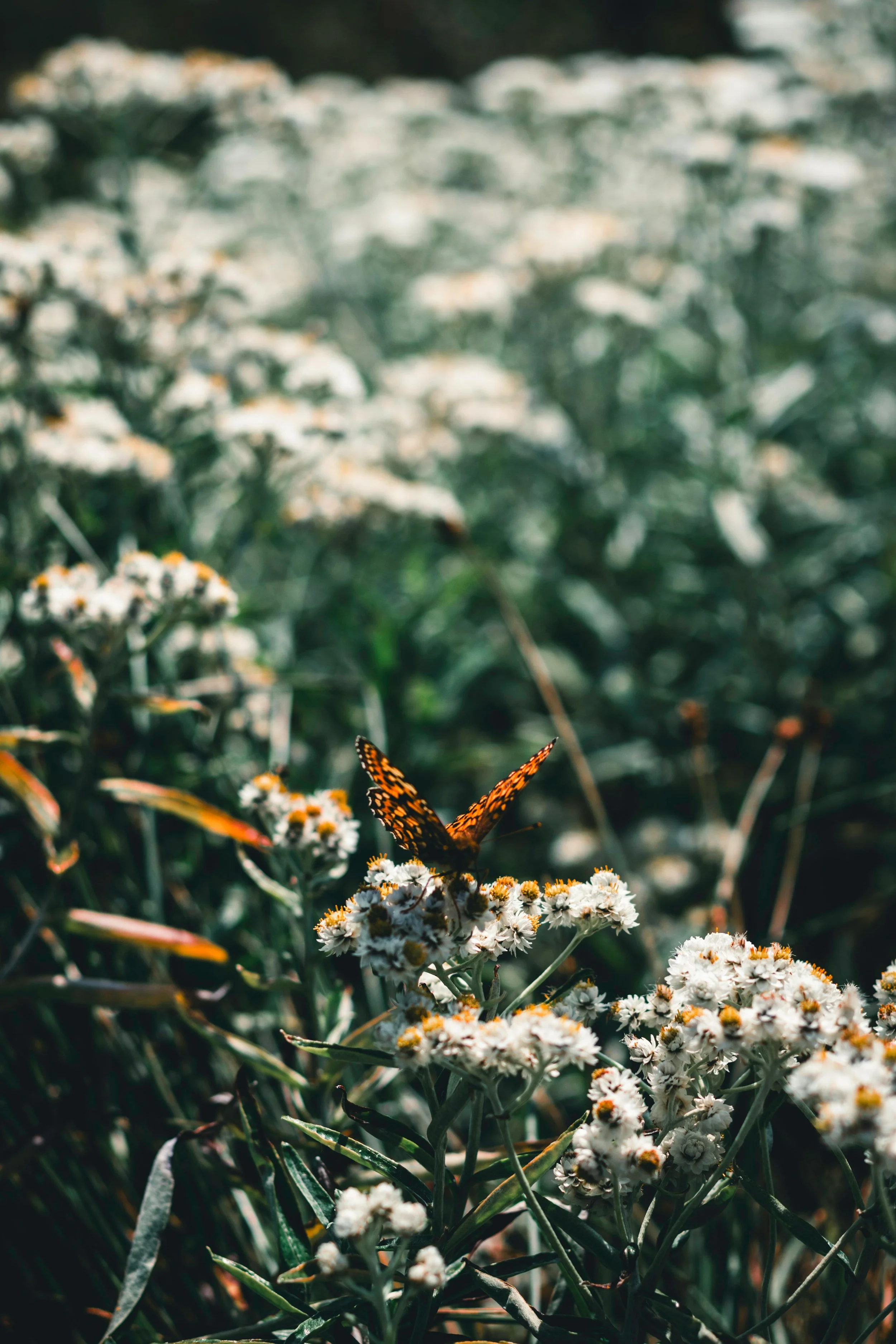 Spring flowers with orange butterfly