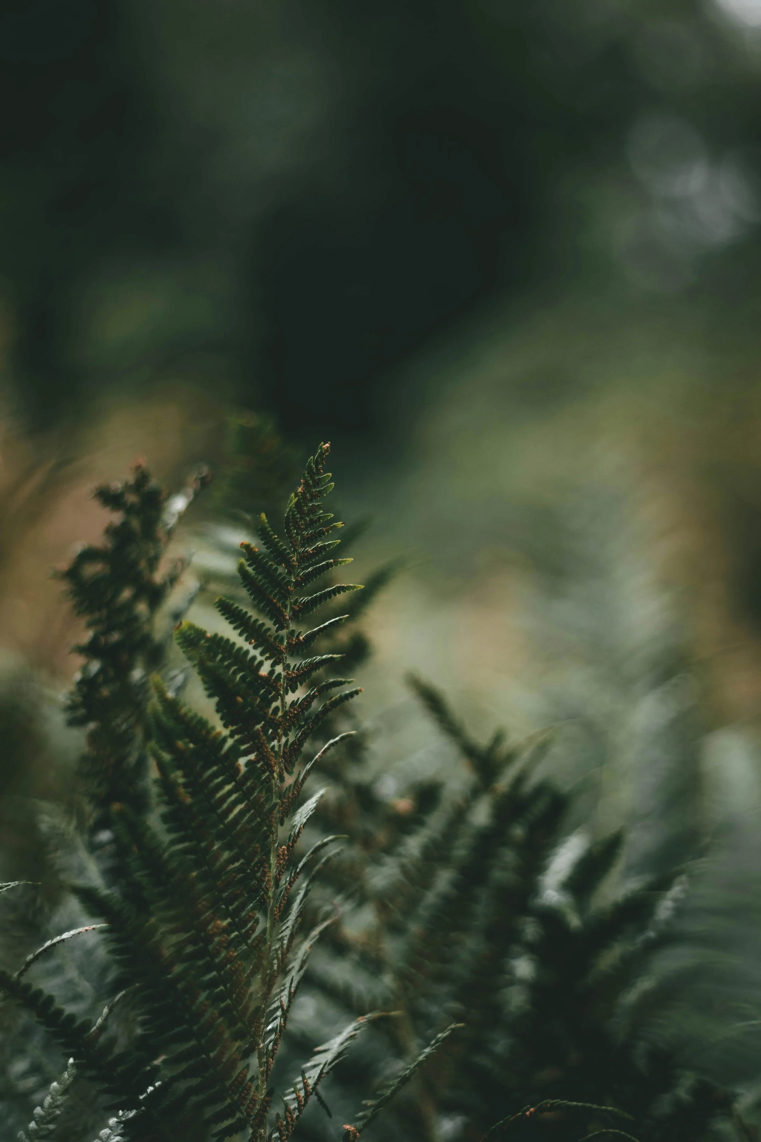 pexels-samuel-henseler-177641870-11140068.jpg