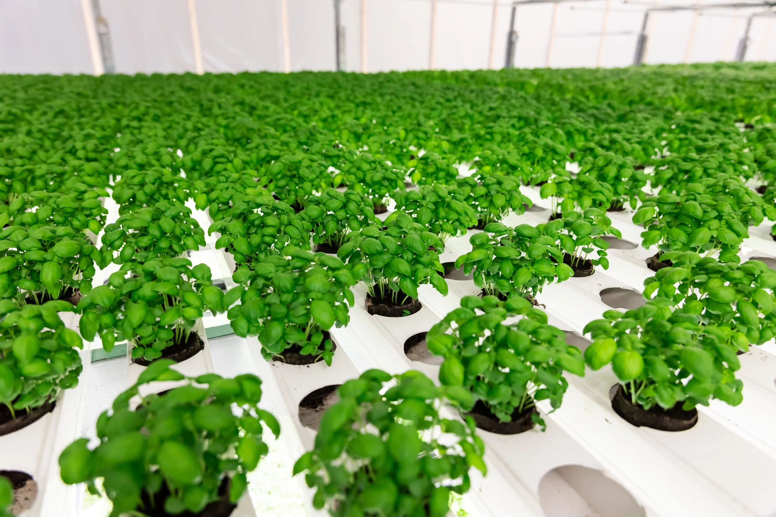 Viherkasveja viljelytehtaalla. 