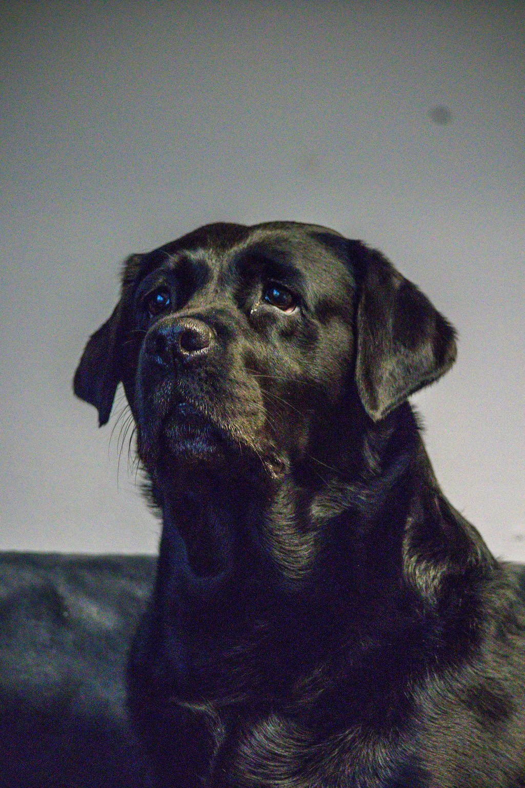 A black dog with expressive eyes and a shiny coat, sitting on a dark surface against a plain light-colored background.