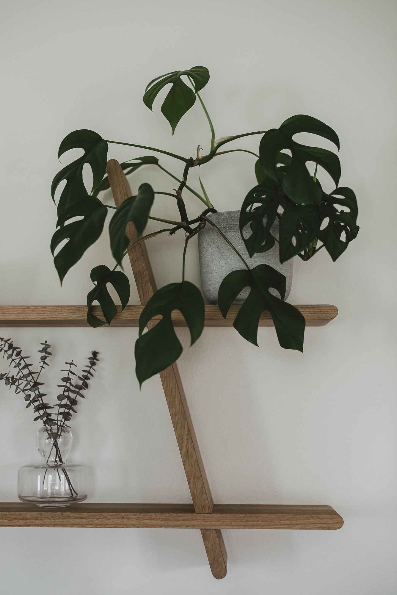 Vihreä huonekasvi puisella hyllyllä valkoista seinää vasten, pelkistetty ja rauhallinen sisustuselementti.