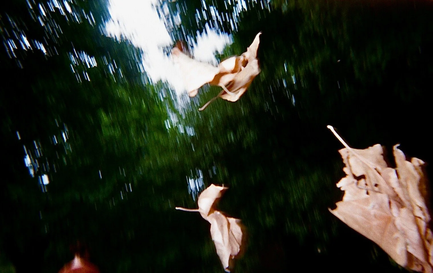 Blurred outdoor scene with fallen dry leaves on grass and some trees in the background.
