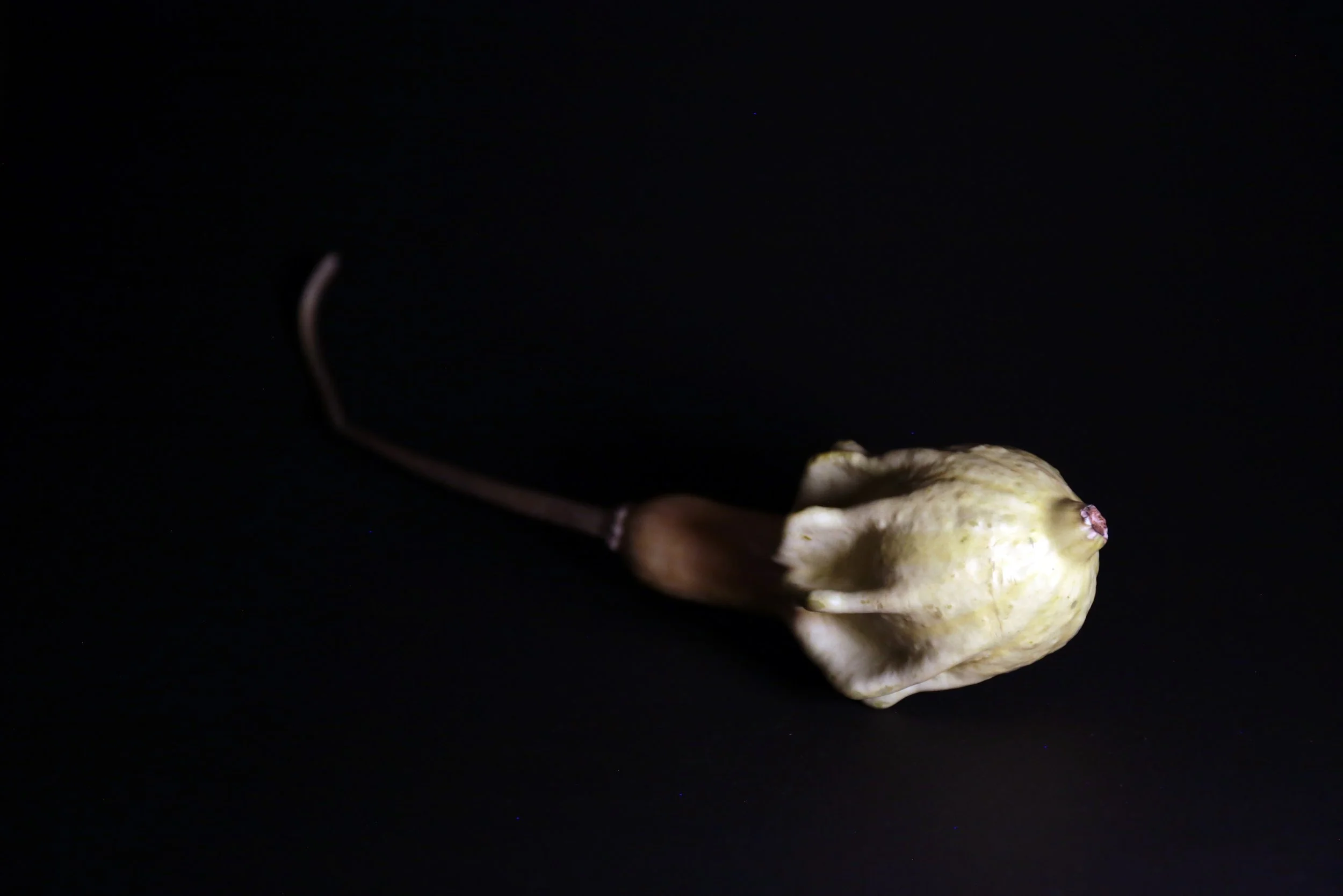 Marrow