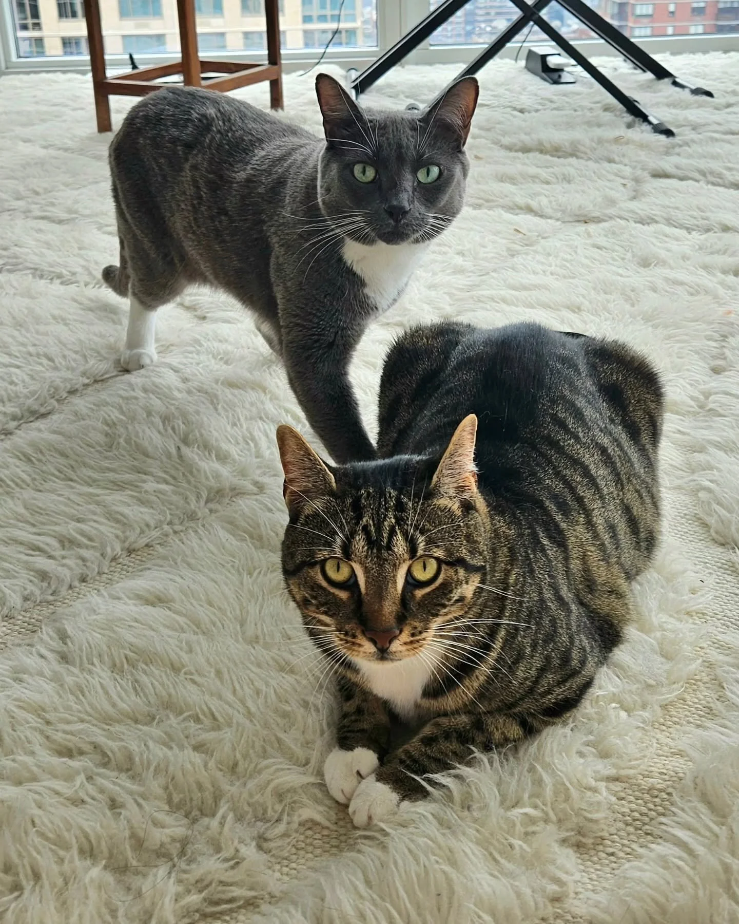 Raj and Penny, seen here at near maximum cuteness.