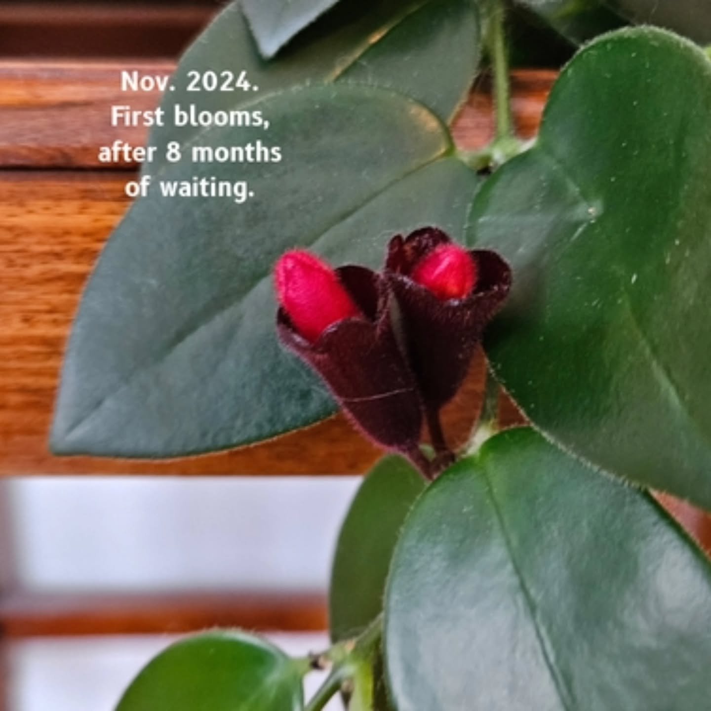 Takes a while for the blooms to come, but they do come.