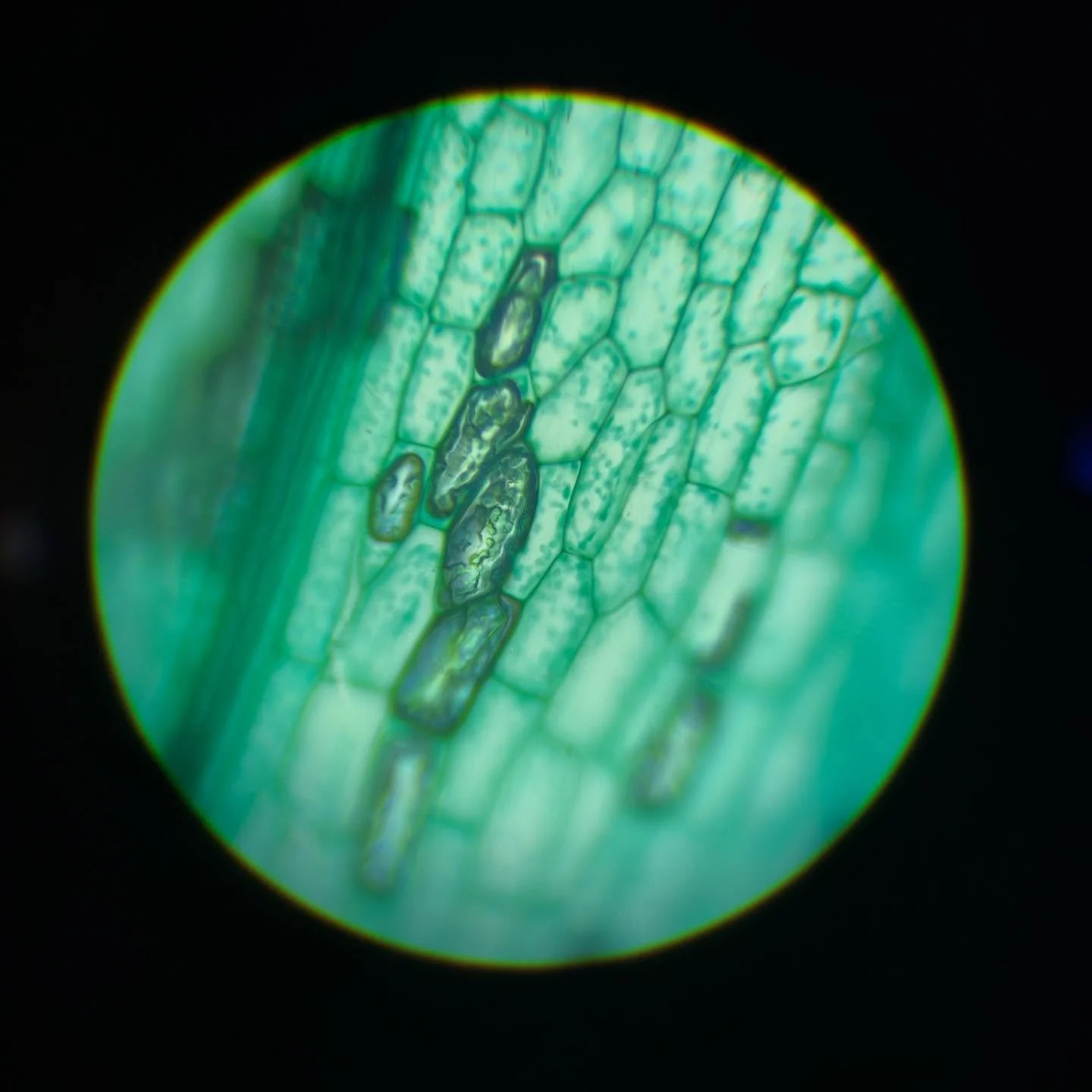 Hoe cool ziet dit stukje mos eruit? Als ik door de microscoop kijk gaat er een hele nieuwe wereld voor me open.💥 Swipe voor een meer uitgezoomd aanzicht.

#microscopie #research #bioart