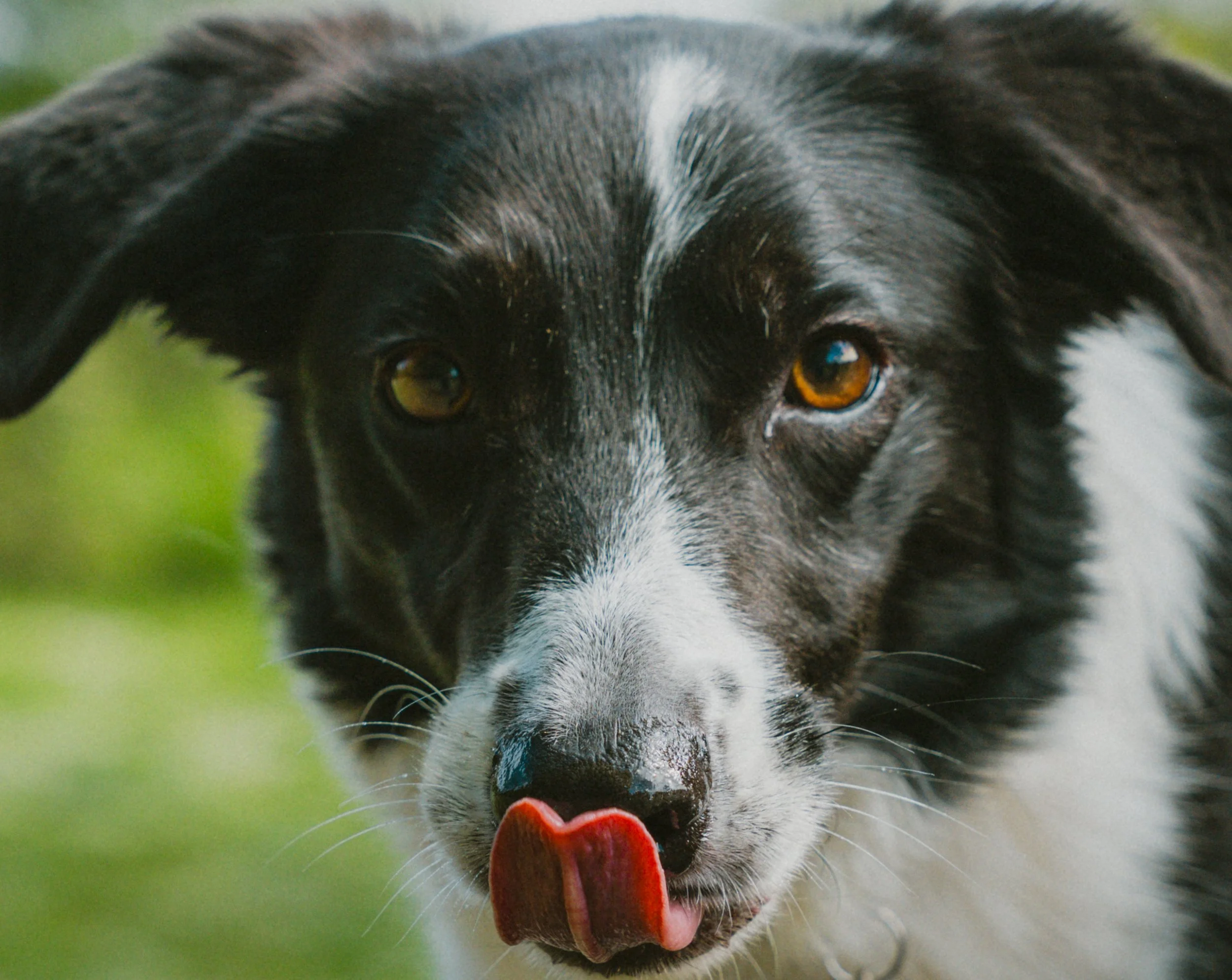 Close-up of a black and white dog with brown eyes, licking its nose with tongue out, outdoors with blurred green background.