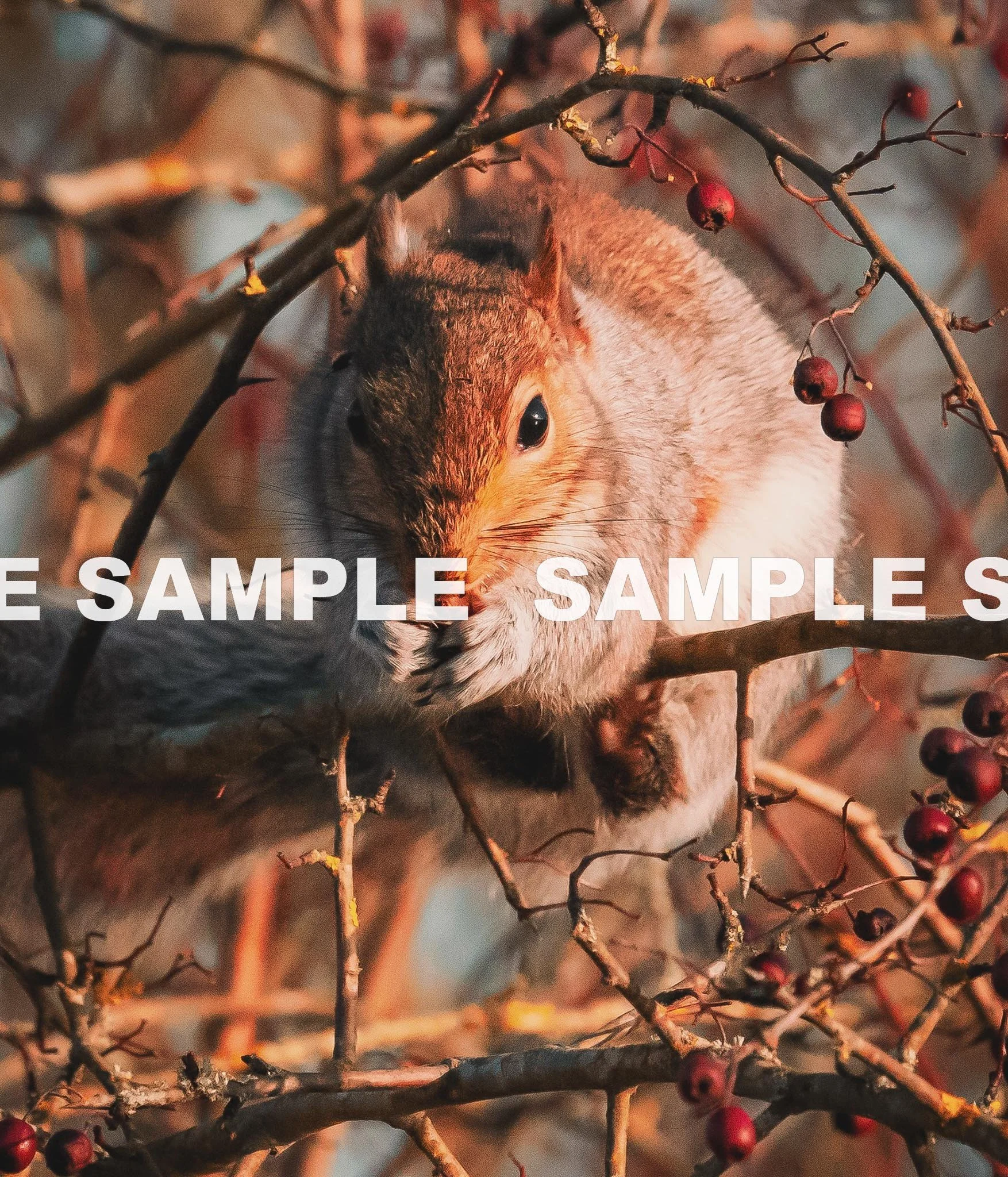 Autumn Squirrell.jpg