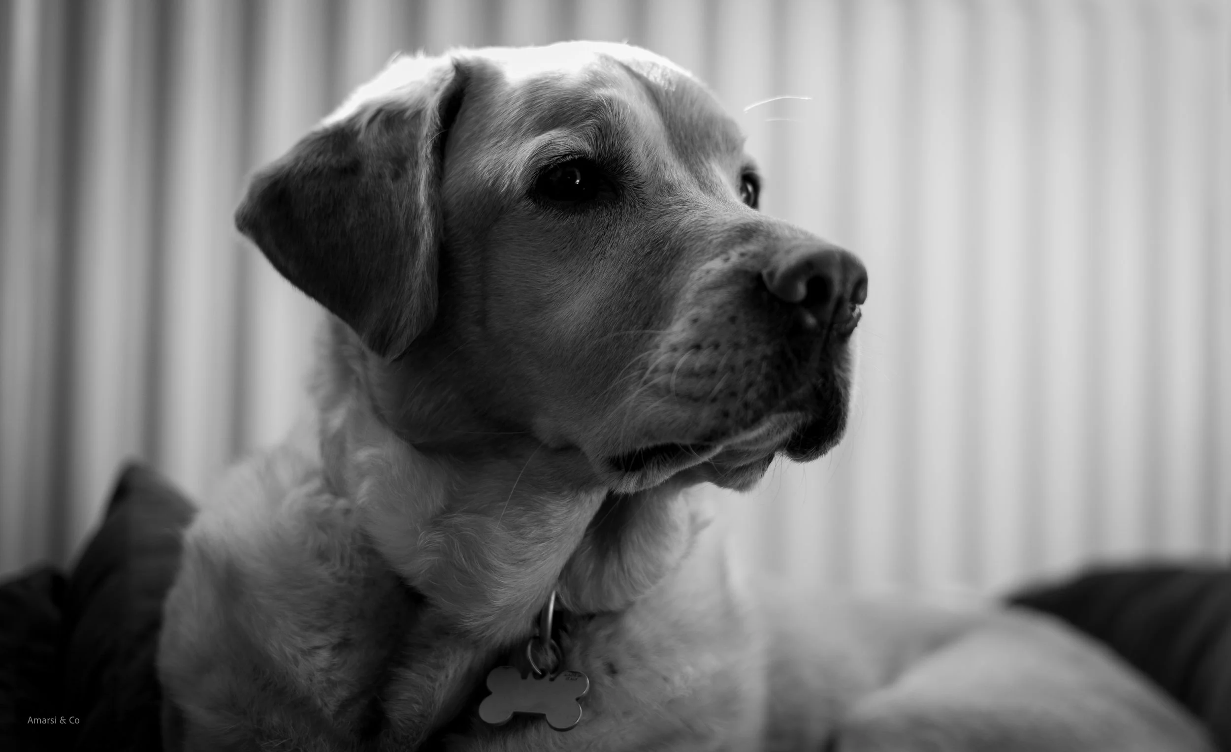 Black and white photo of a Labrador Retriever dog with a serious expression, wearing a collar with a bone-shaped tag, sitting indoors in front of a metallic, vertically-striped background.