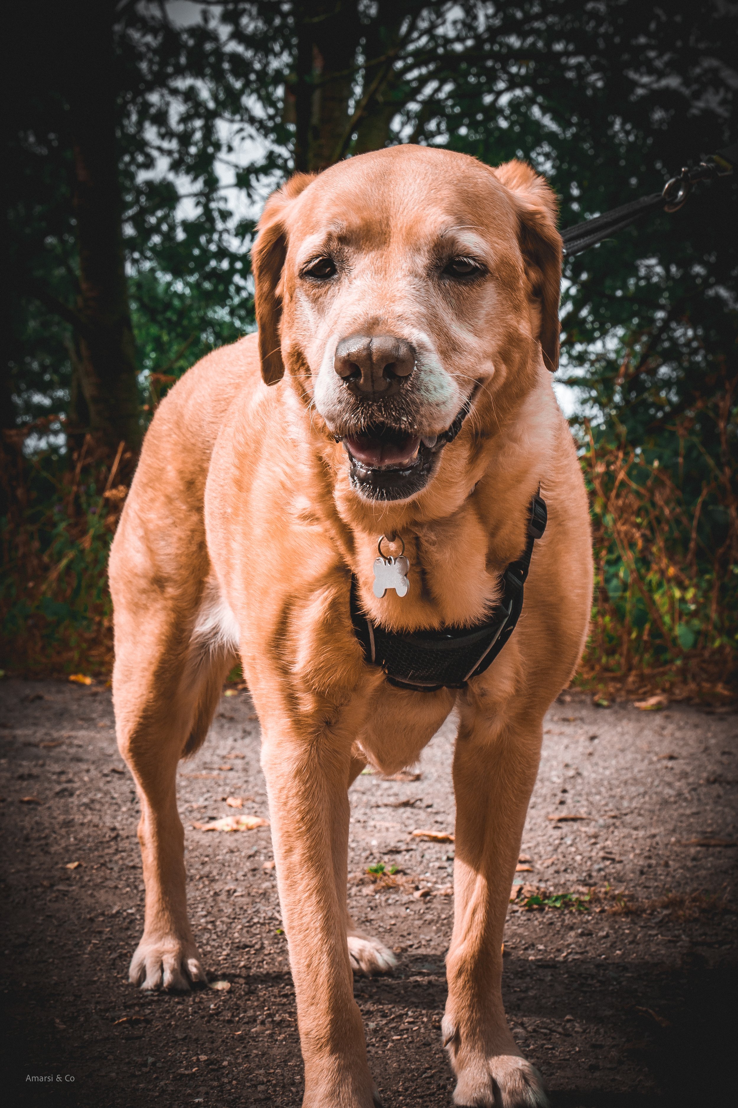 A happy, tan-colored Labrador Retriever dog standing on a dirt path outdoors with trees and foliage in the background, wearing a black harness and a bone-shaped tag.