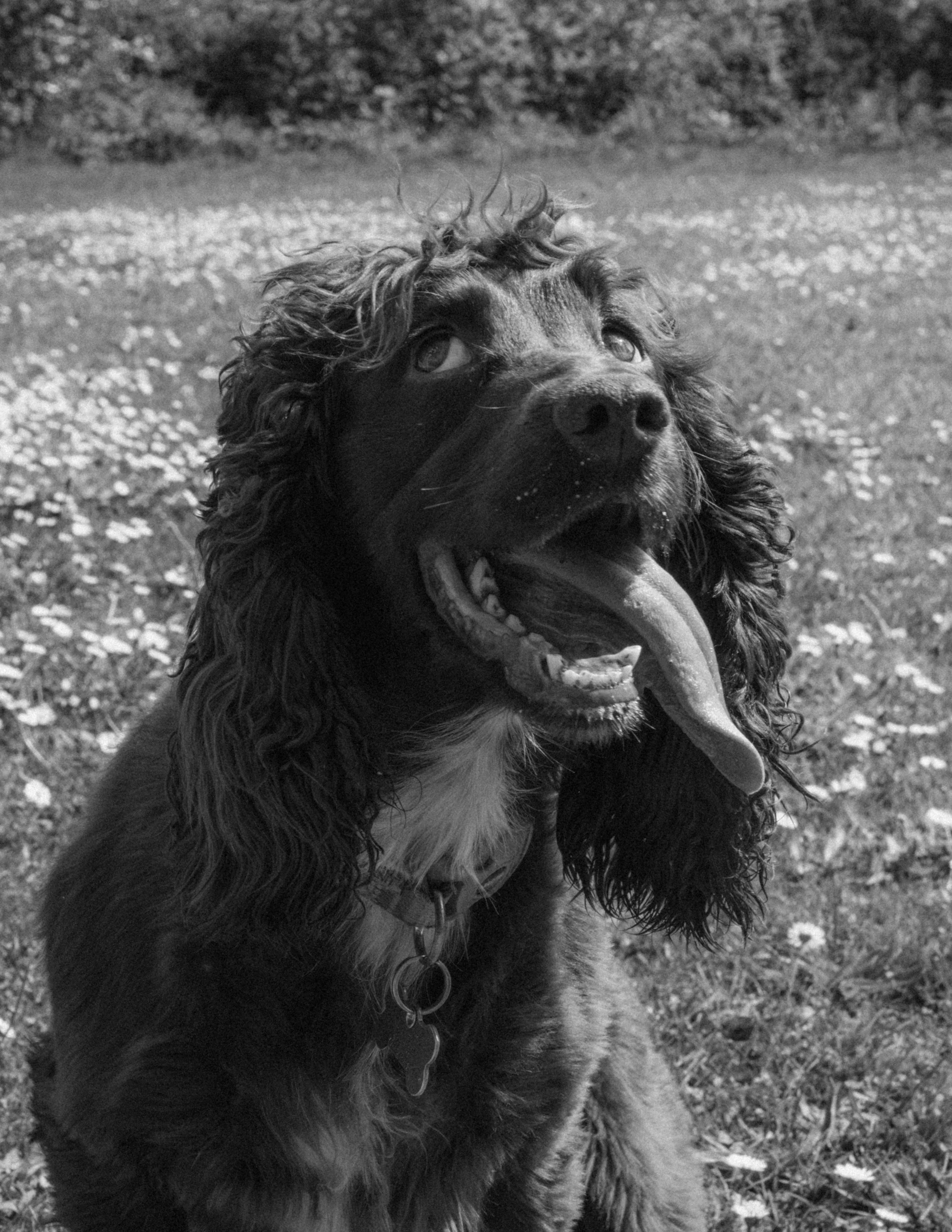 Black and white photo of a dog with curly fur, looking upward with its mouth open and tongue out, outdoors on a grassy field with small flowers.