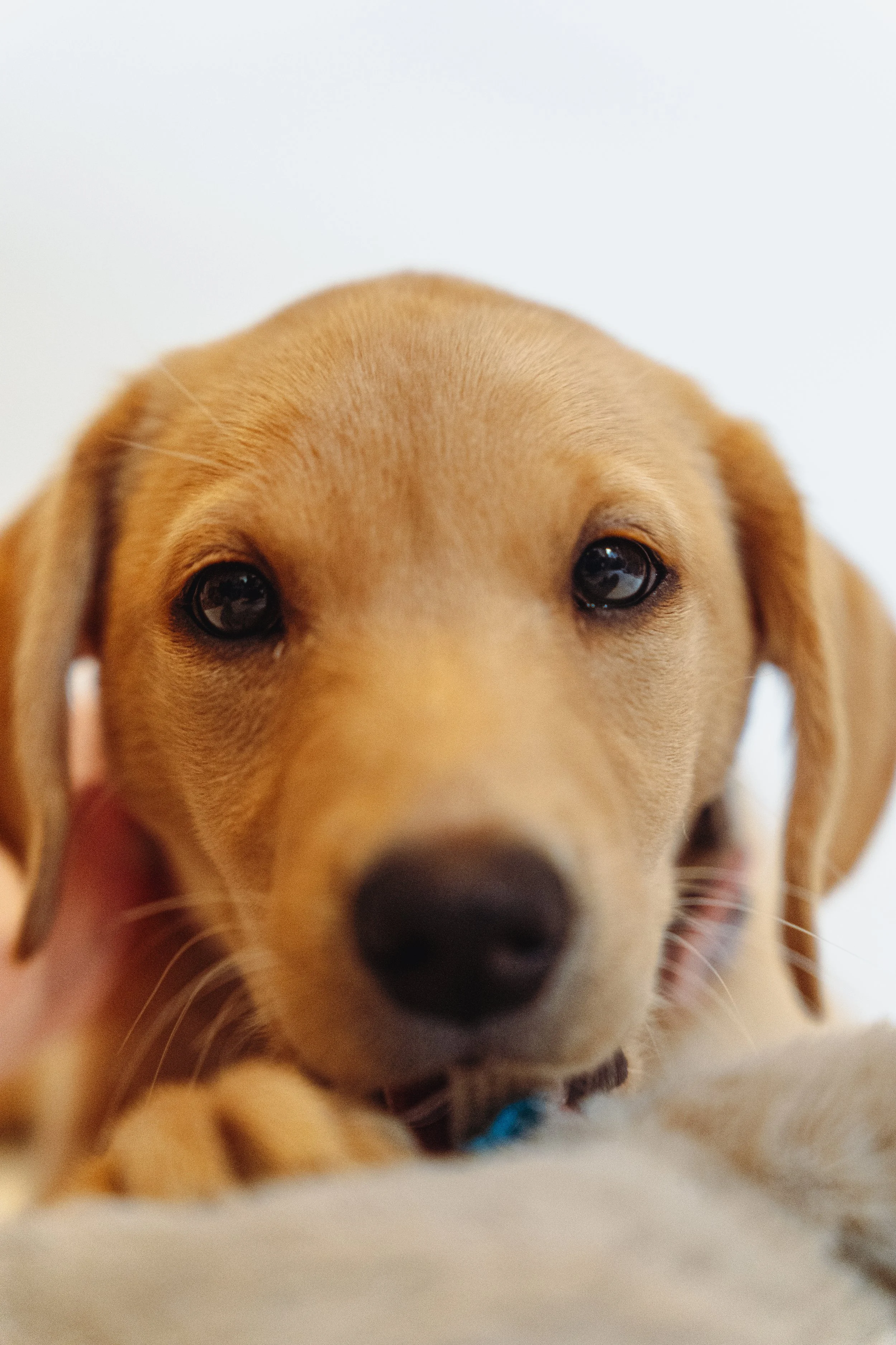 Close-up of a yellow Labrador puppy's face with dark eyes and a black nose, lying on a soft surface.