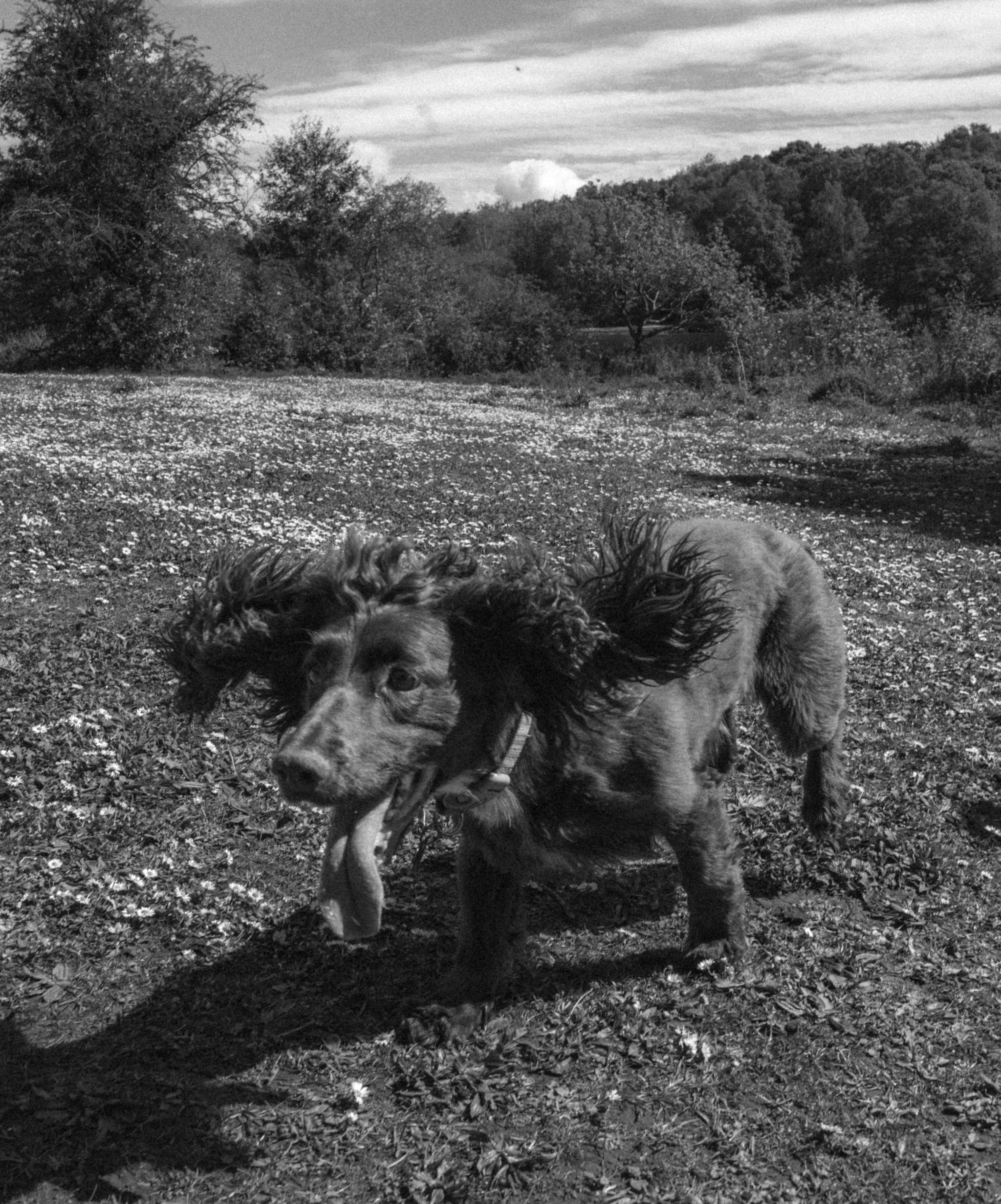 A black and white photo of a dog with curly fur standing in a field covered with fallen leaves, with a backdrop of trees and a partly cloudy sky.