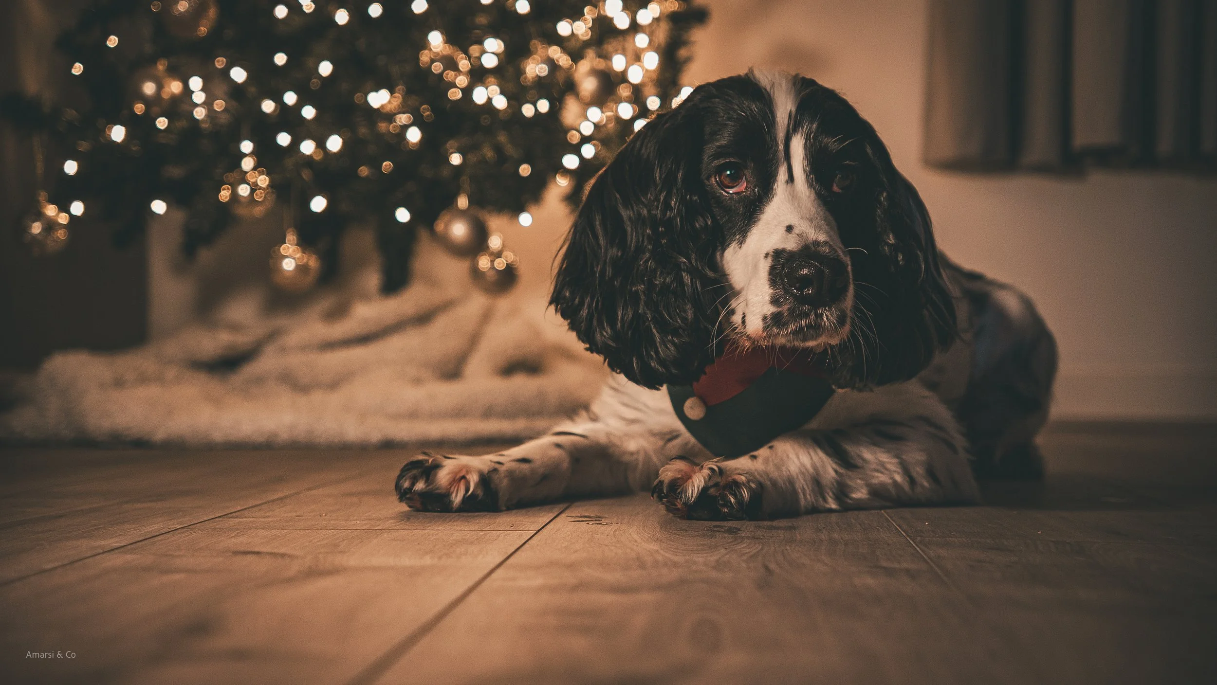 A black and white dog with floppy ears and a collar, lying on a wooden floor in front of a decorated Christmas tree with ornaments and lights.