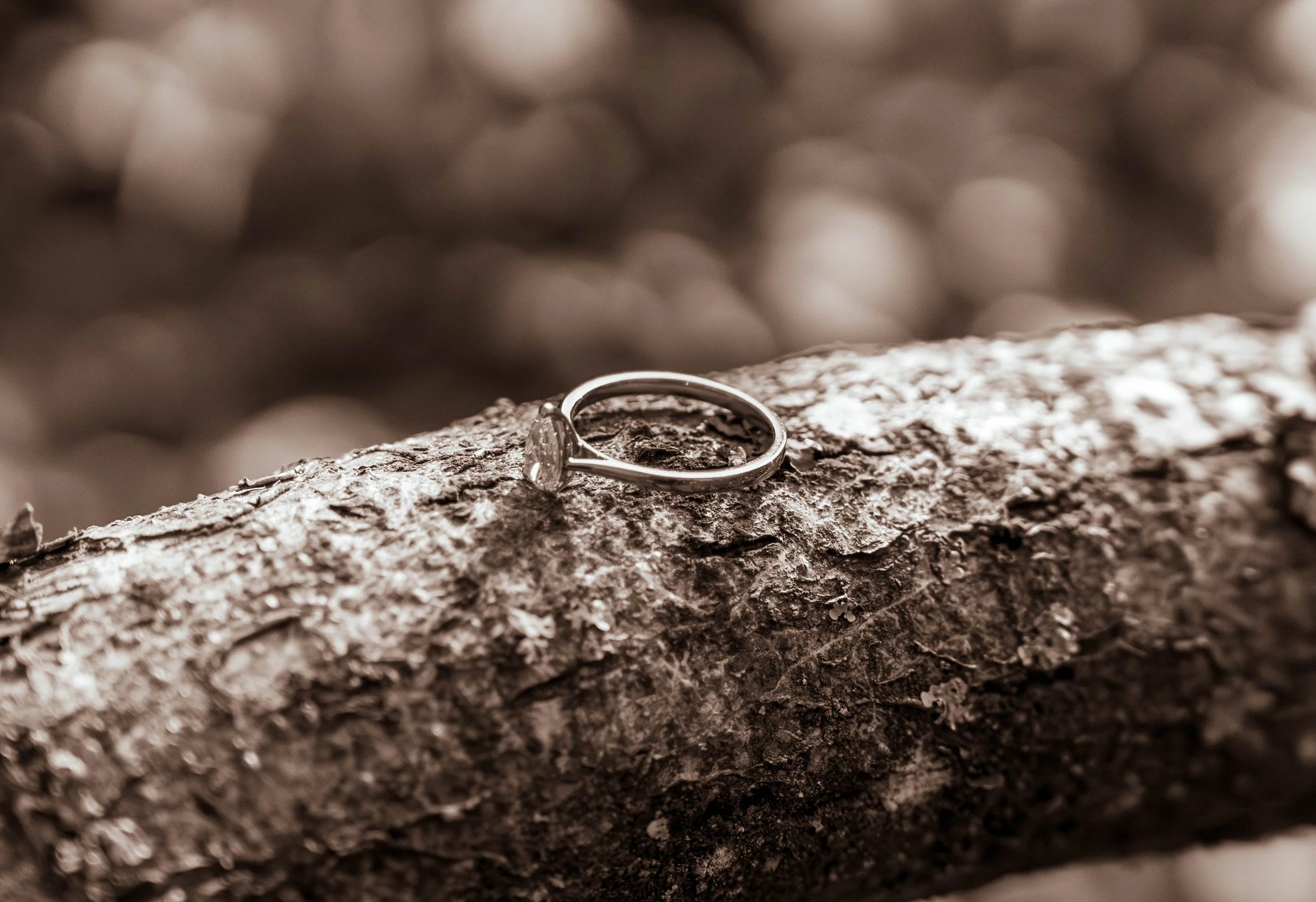 A ring resting on a textured tree branch in a sepia-tone photograph.