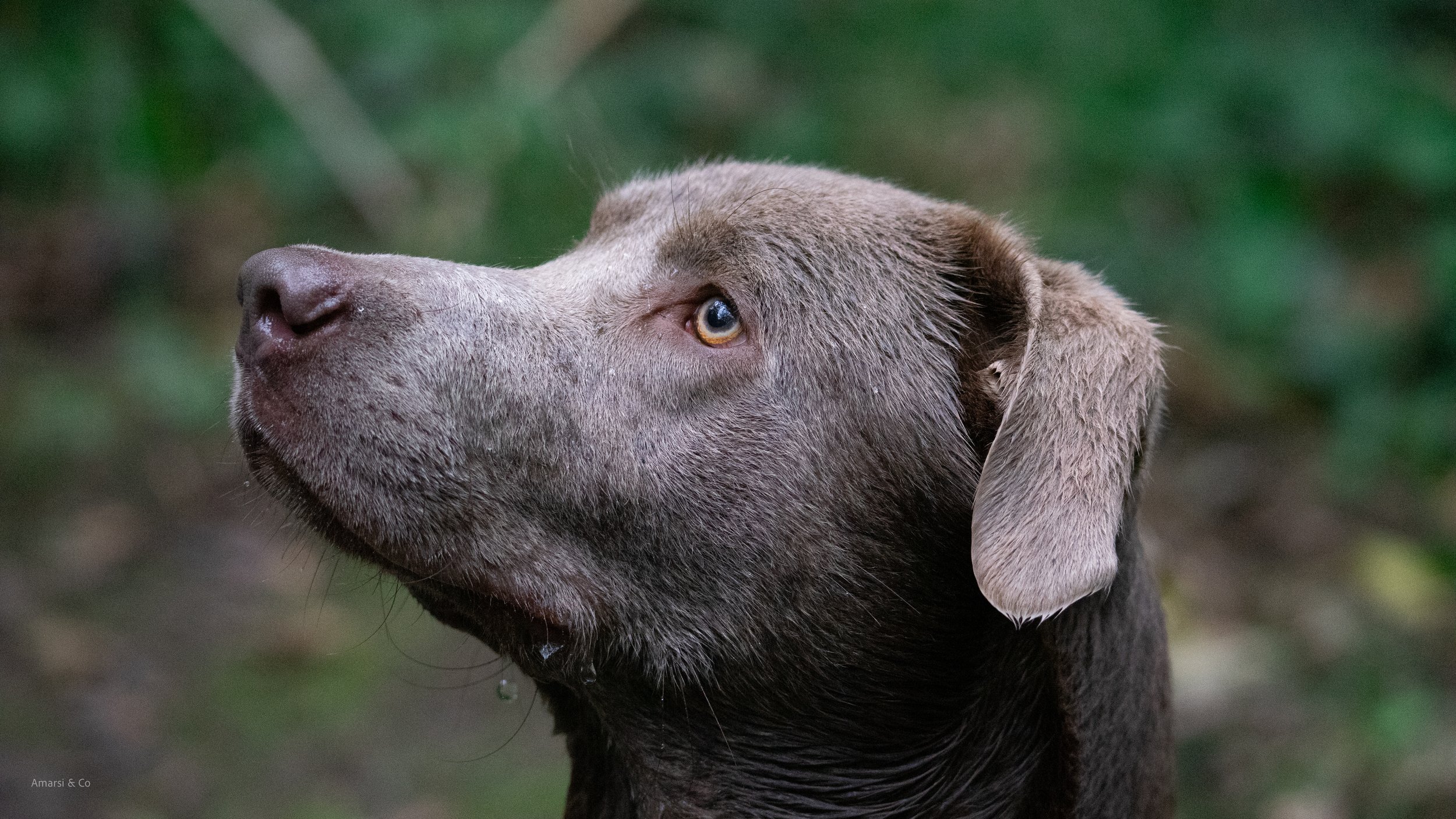 Close-up of a brown dog with a drooping ear, looking to the left with a green, blurred natural background.