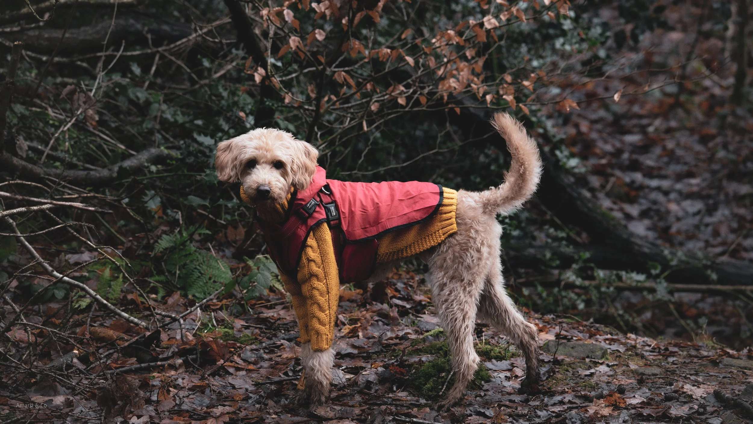 A dog wearing a red jacket and a brown knitted sweater walks on a leaf-covered forest floor.