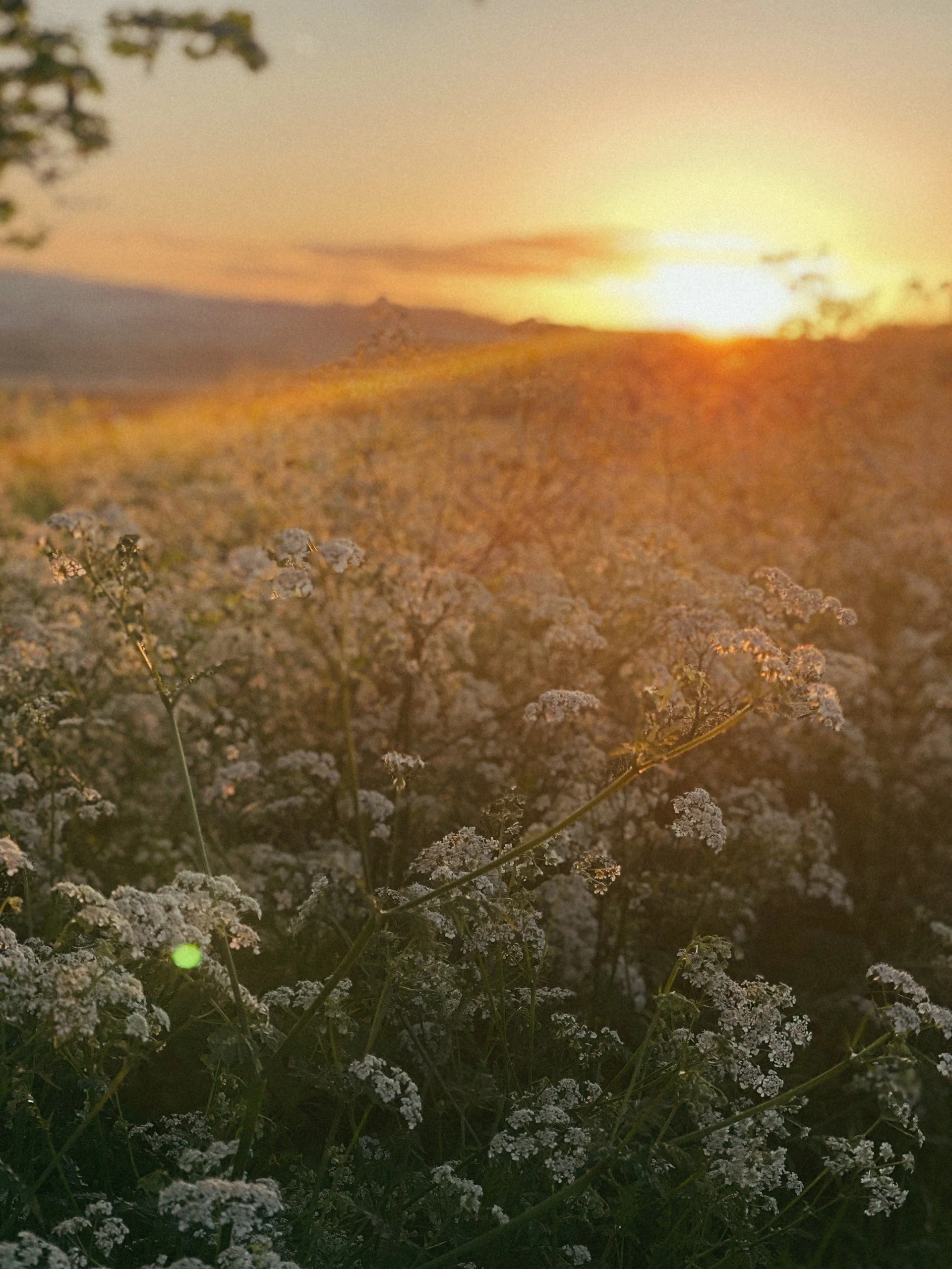 Rough winds do shake the darling buds of May