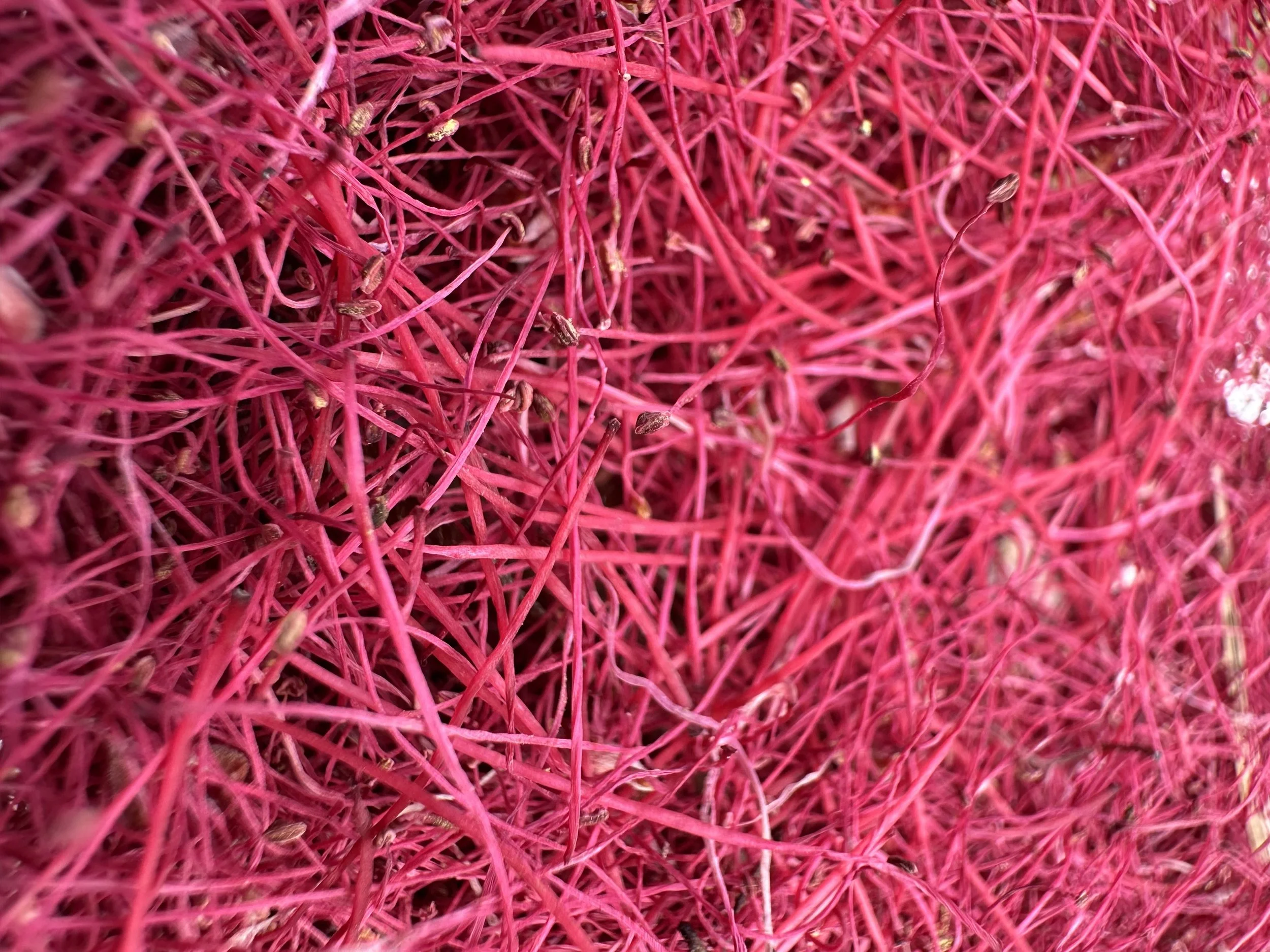 Close-up of a dense cluster of pink, wiry plant stems with small buds.