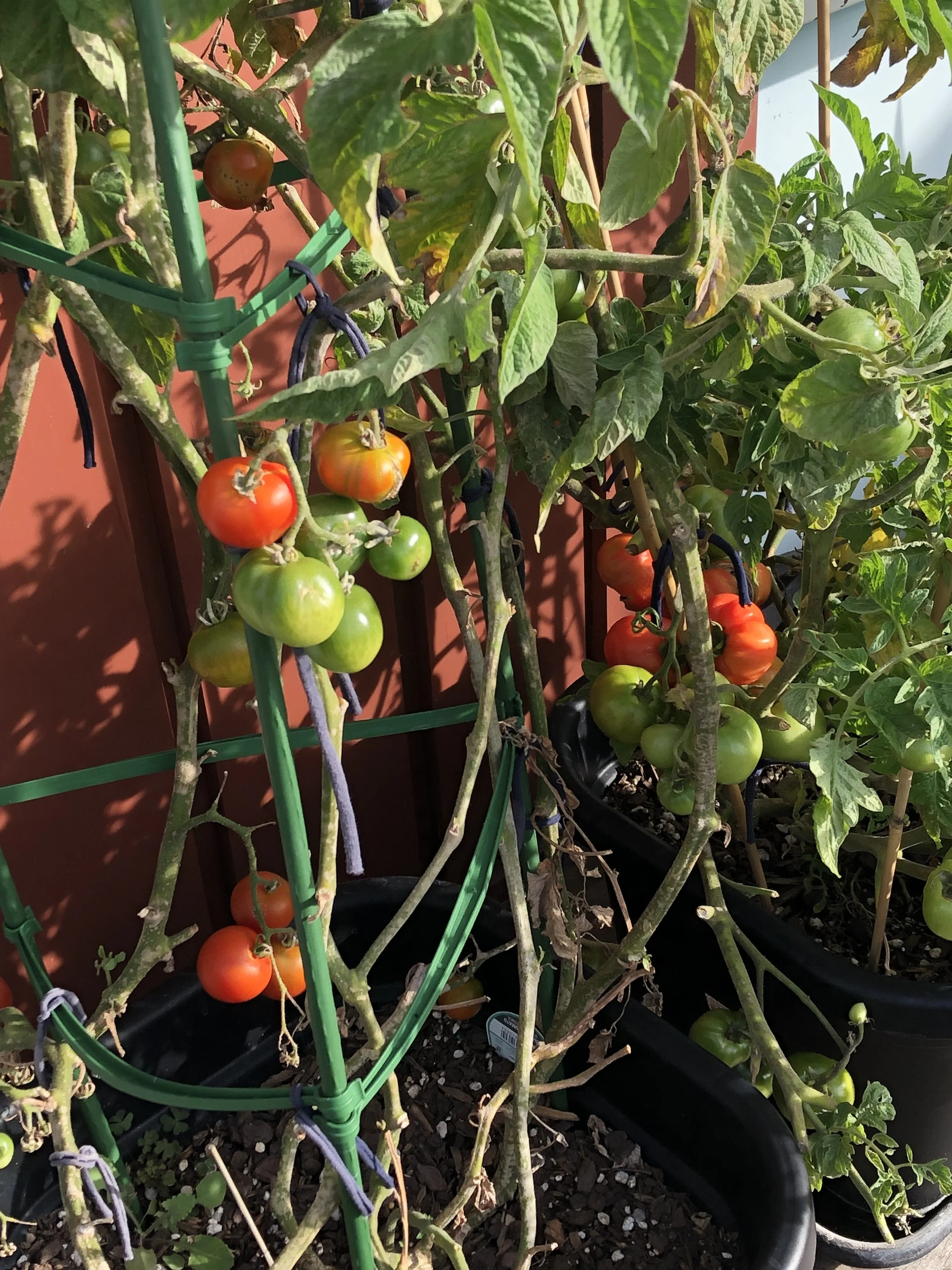 A tomato plant with green, yellow, and ripening red tomatoes growing in black pots on a patio or garden. Some tomatoes are supported by green stakes and ties.