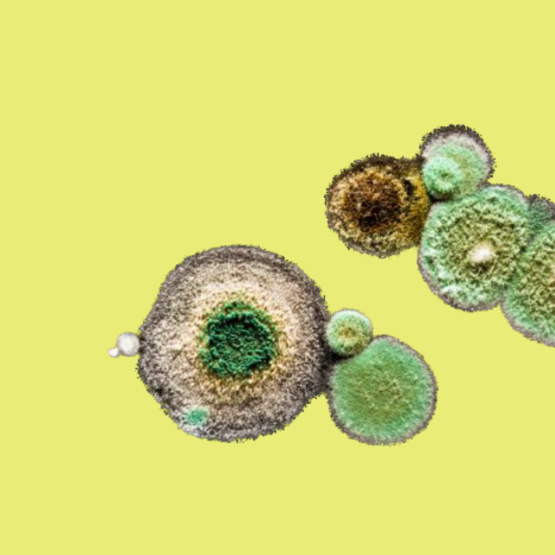 Magnified mold spores on a yellow background.