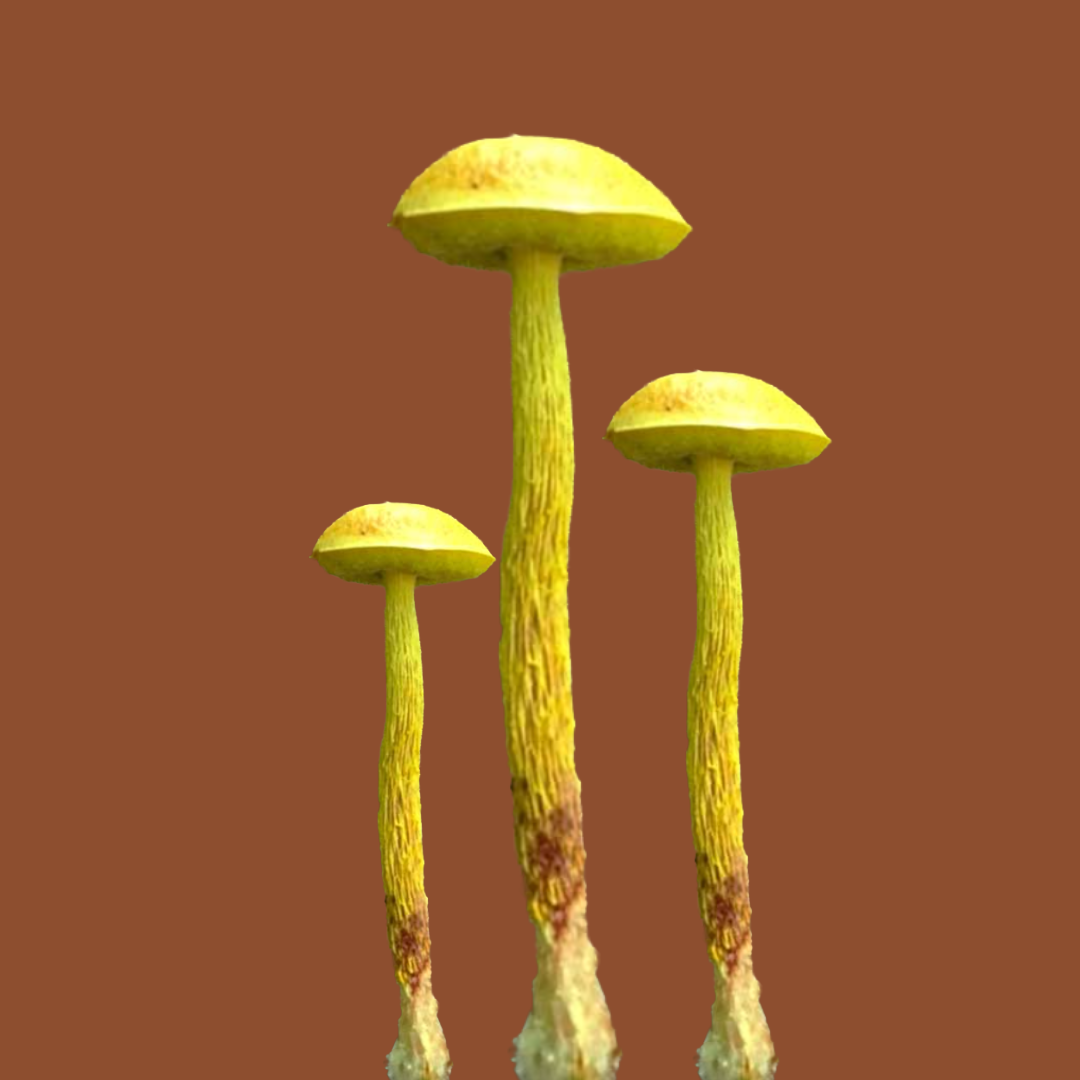 Three yellow mushrooms with tall, thin stems on a brown background.