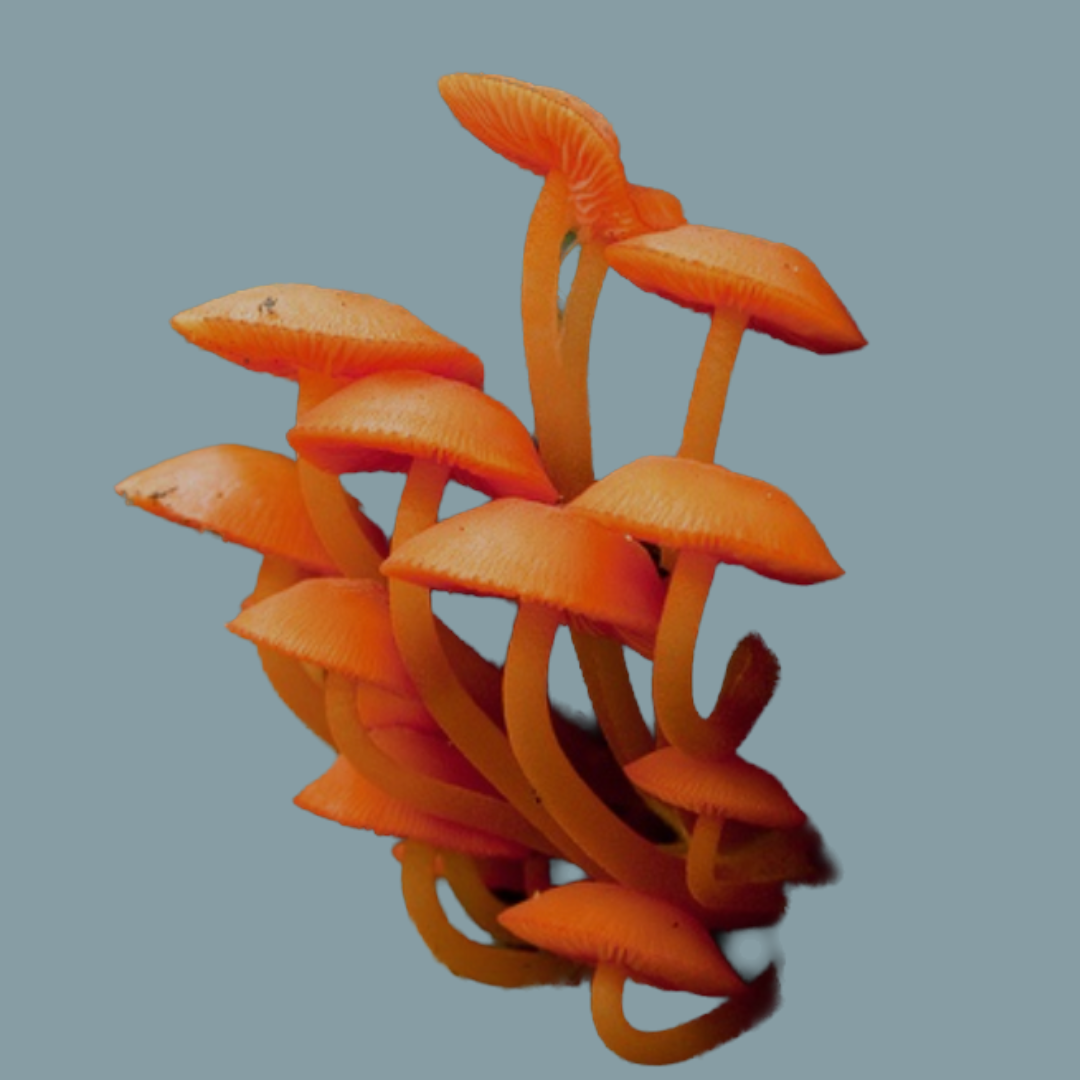 Cluster of orange mushrooms against a light blue background.