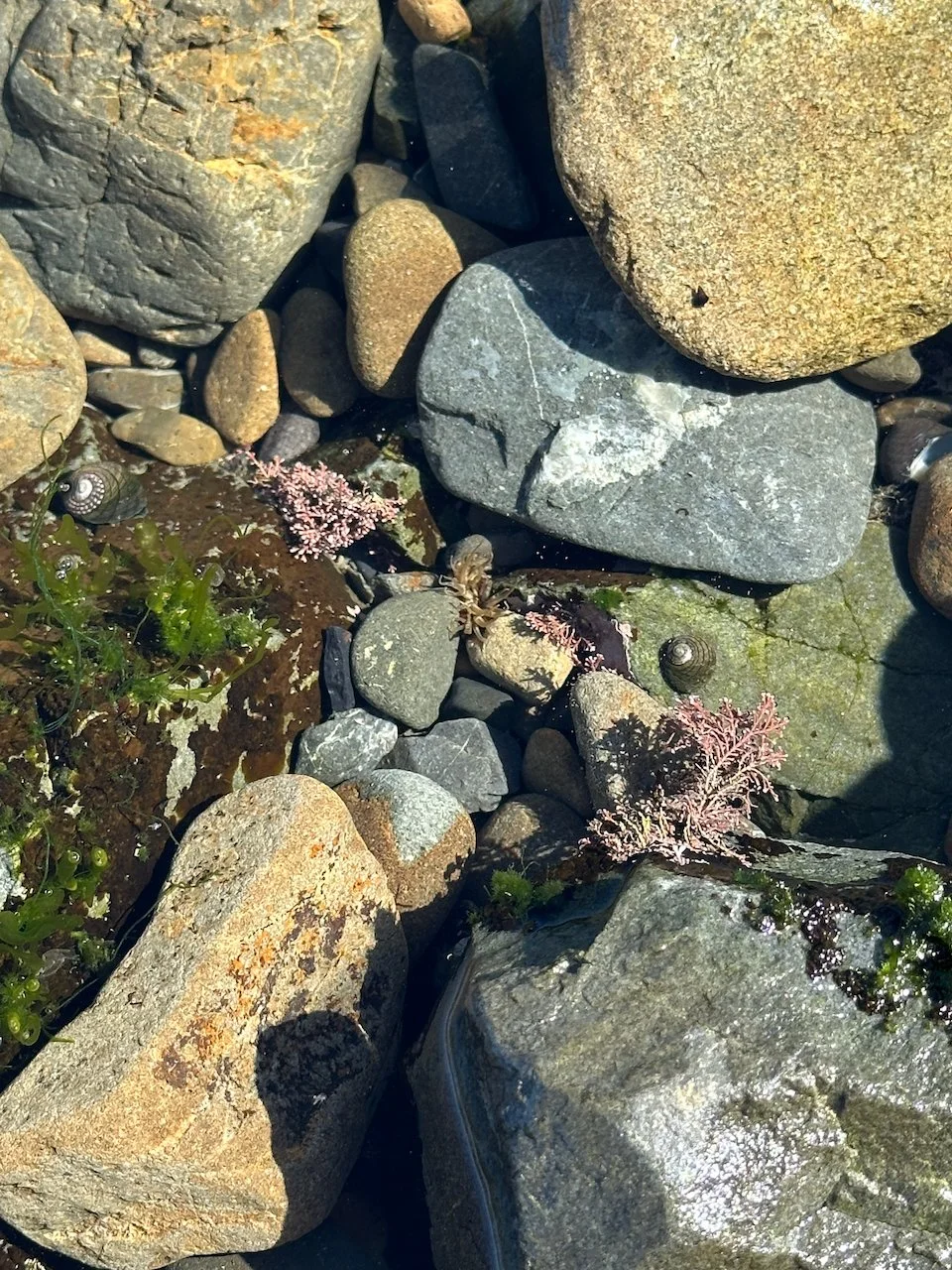Close-up of various wet rocks and pebbles on a shoreline with small patches of seaweed and algae.