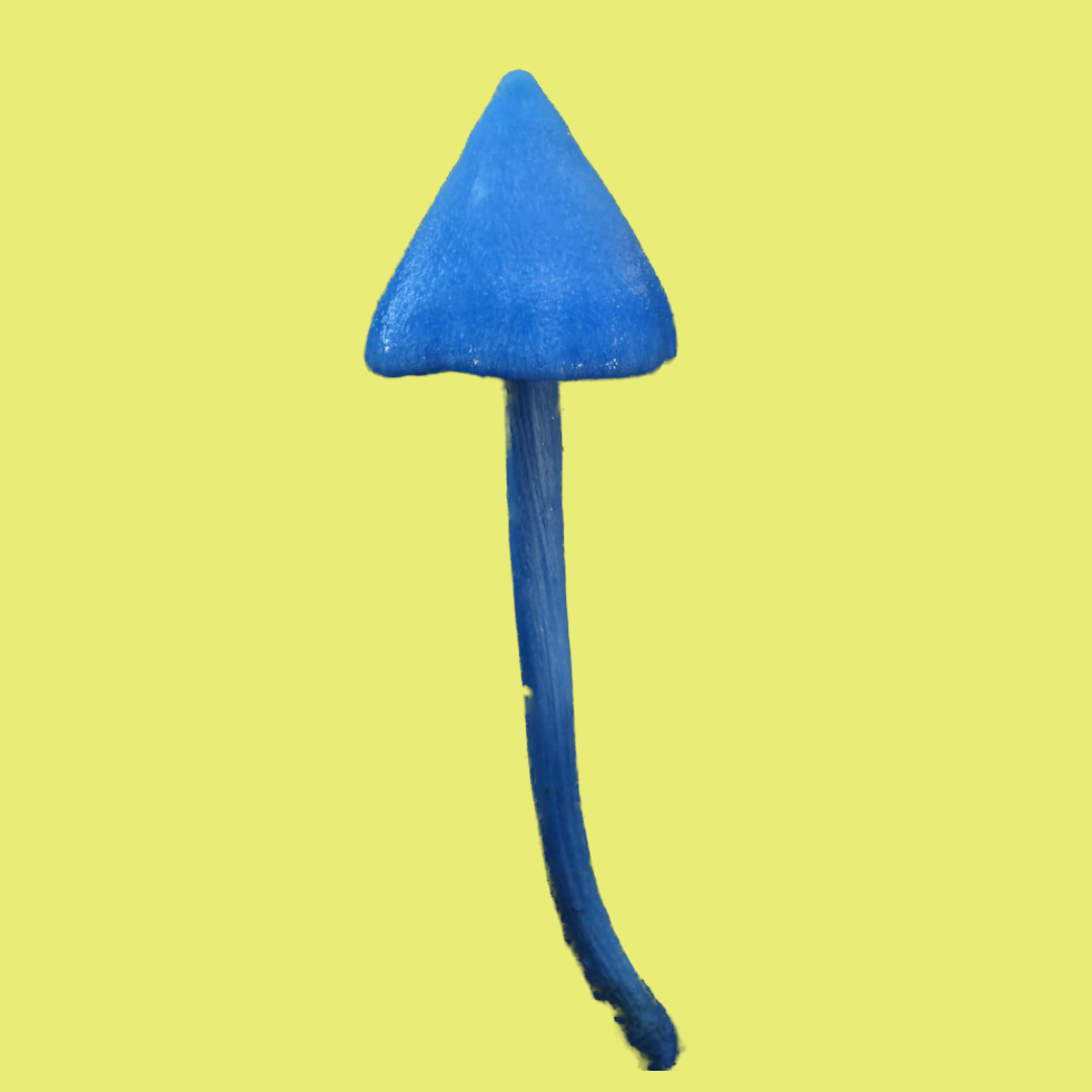 Blue mushroom-shaped object with a curved stem against a yellow background.
