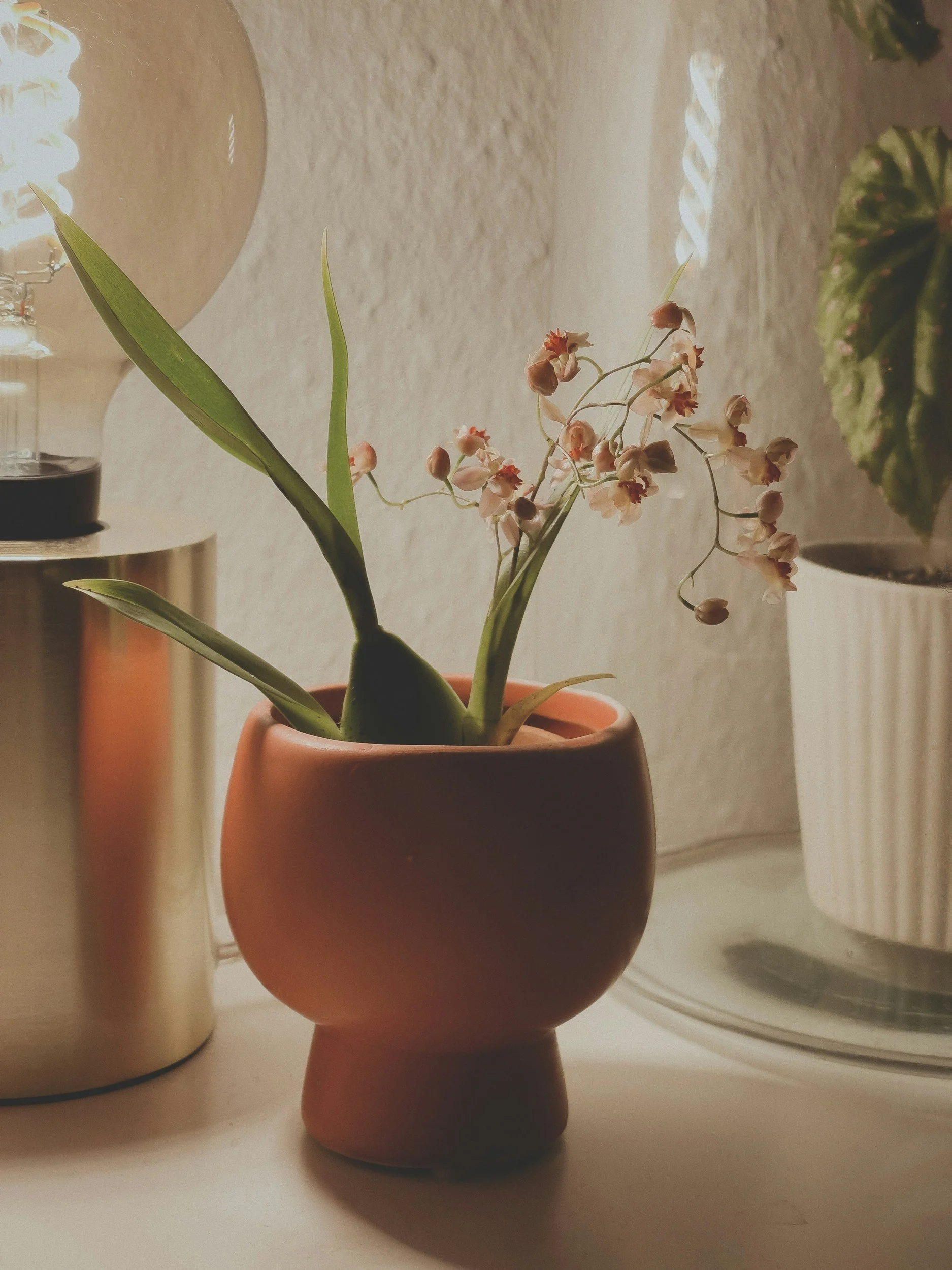 A potted plant with pink and white flowers and green leaves sitting on a white surface with a lamp and another plant in the background.