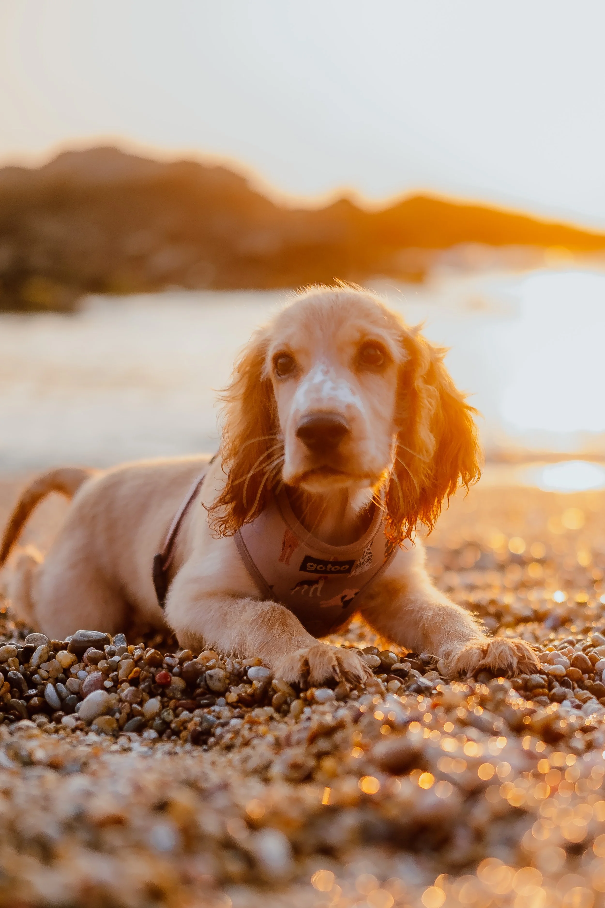 Simba-final (25 de 48).jpg