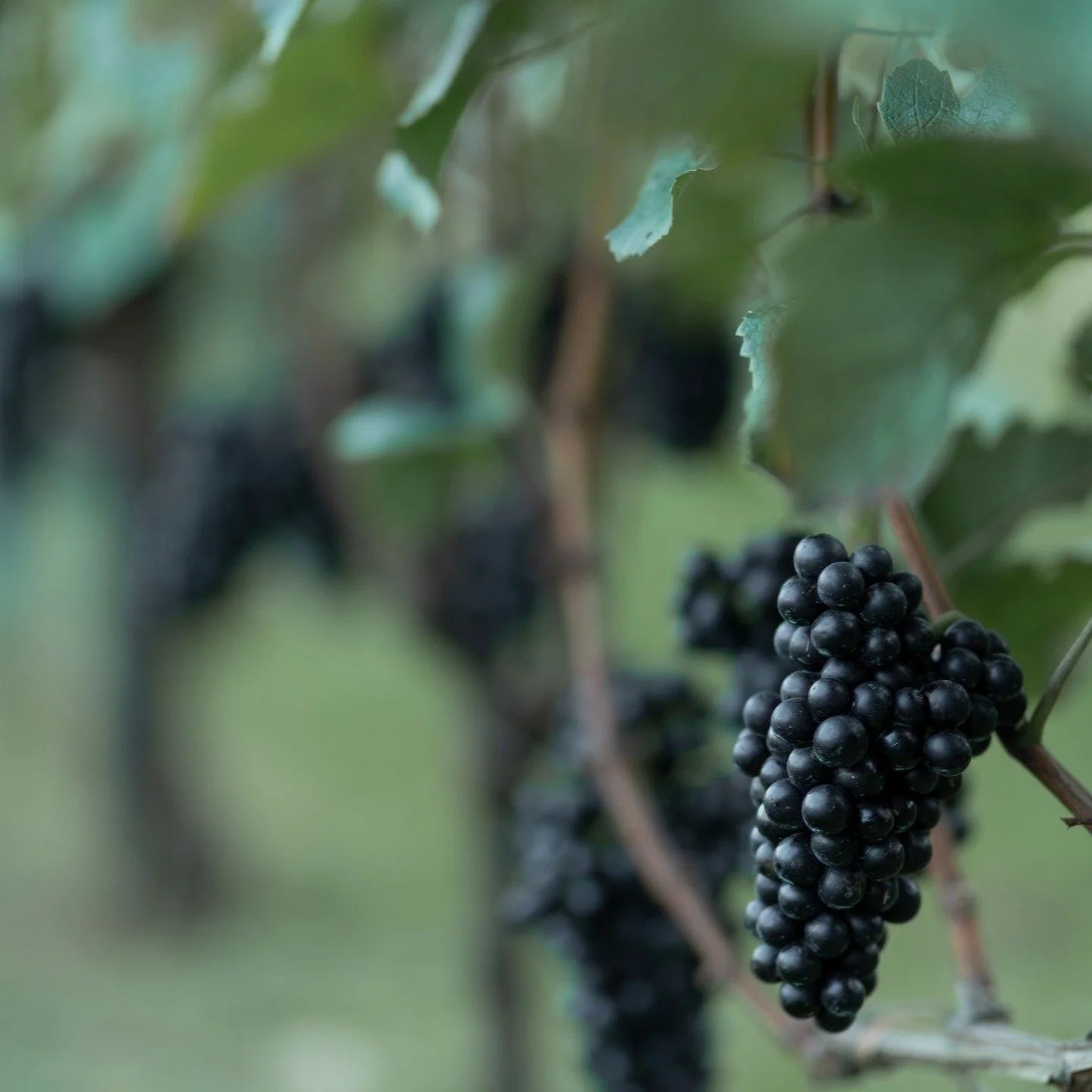 #pinotnoir #2025 #steinbauerwein #steinbauer #rotwein #weinaus&ouml;sterreich #winzendorf #black #redwine #studioheidegger