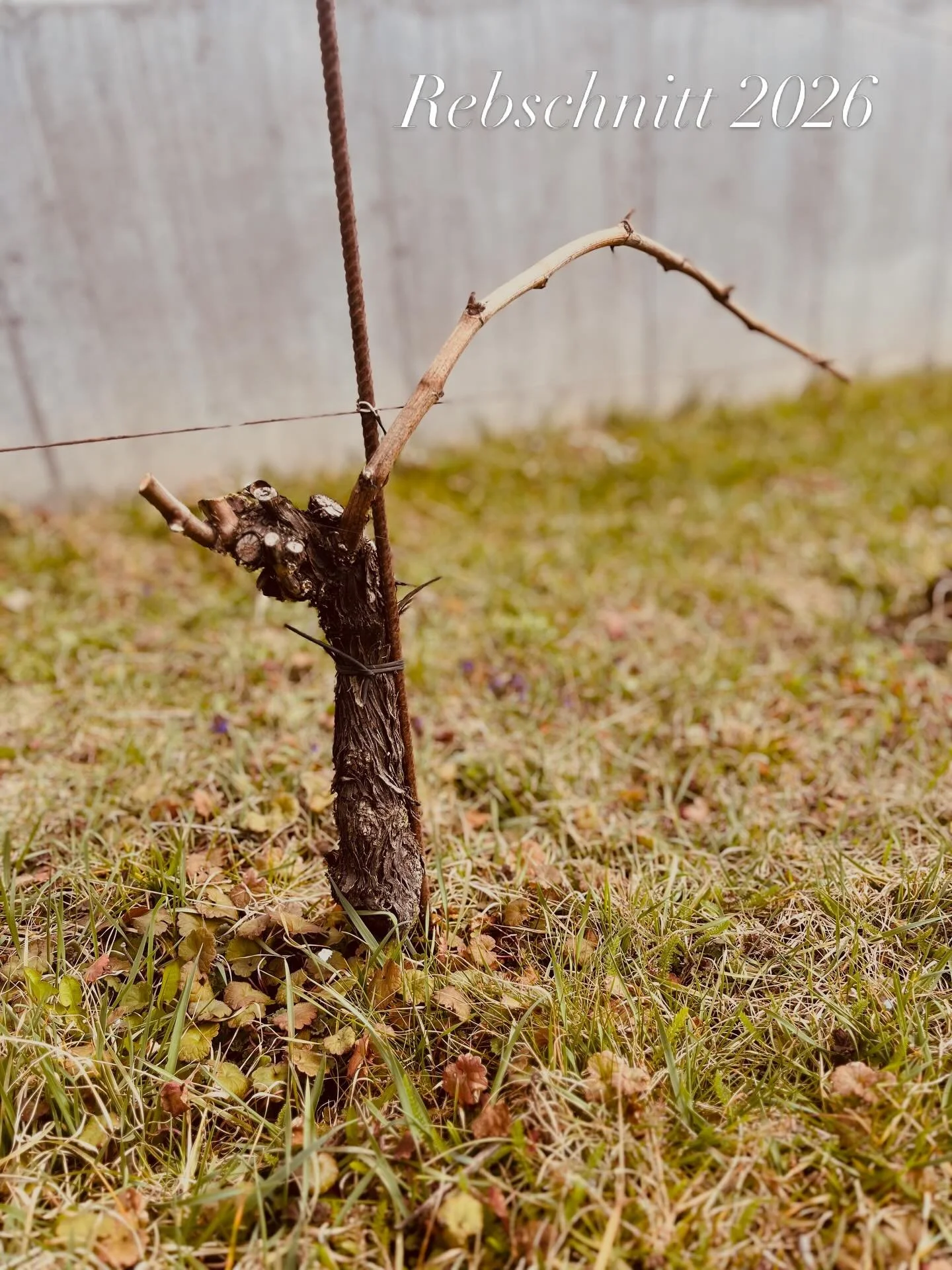 #steinbauerwein #steinbauer #pinotnoir #rebschnitt
