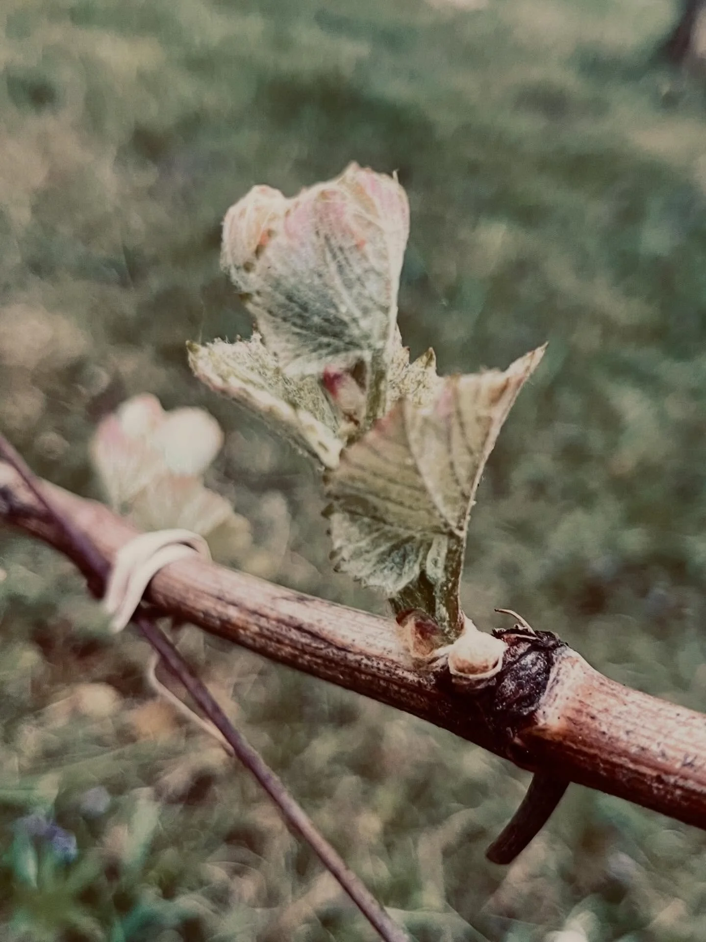 #steinbauerwein #pinotnoir #weinaus&ouml;sterreich #rotwein #steinbauer