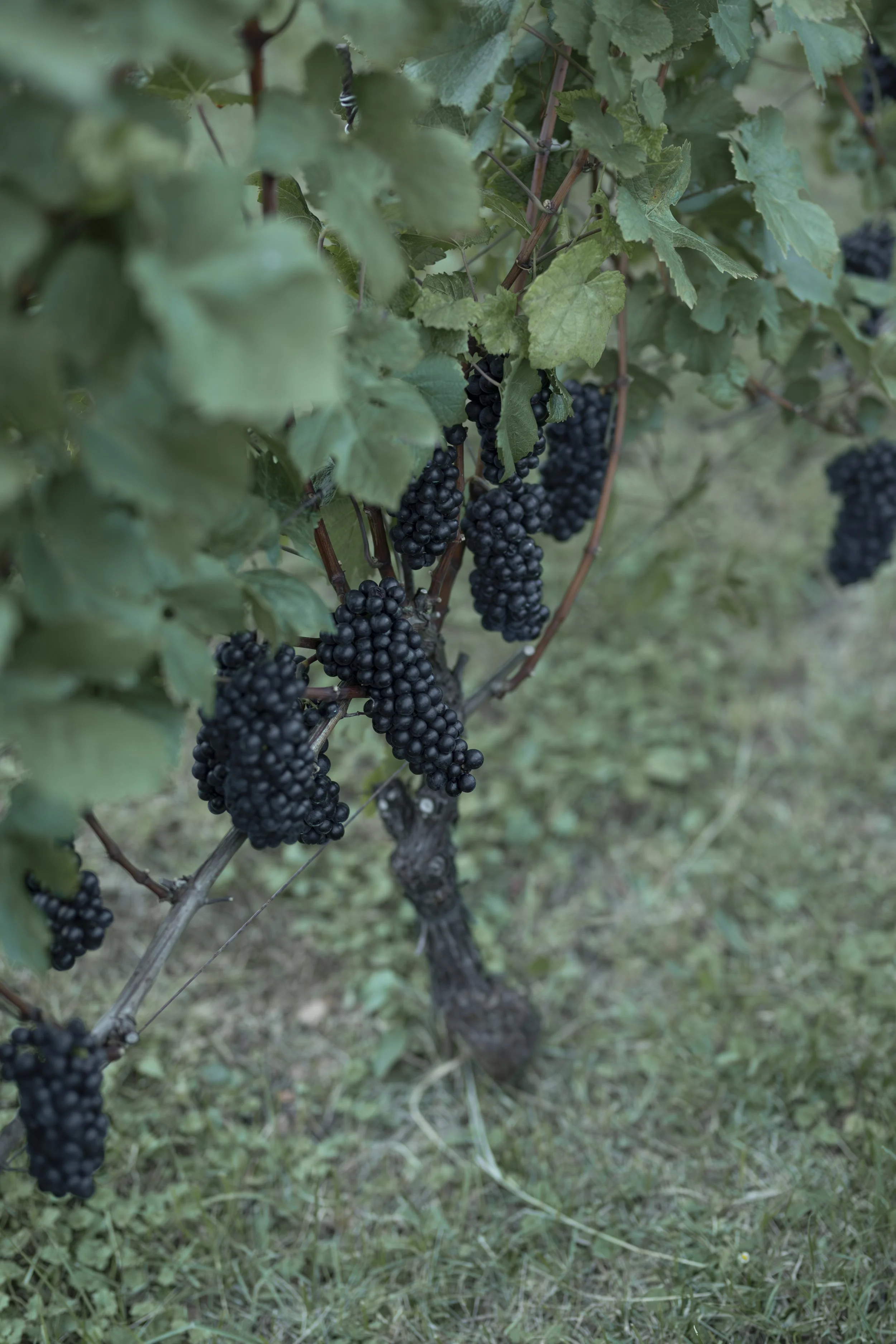 Reben mit dunklen Trauben in einem Weingarten.