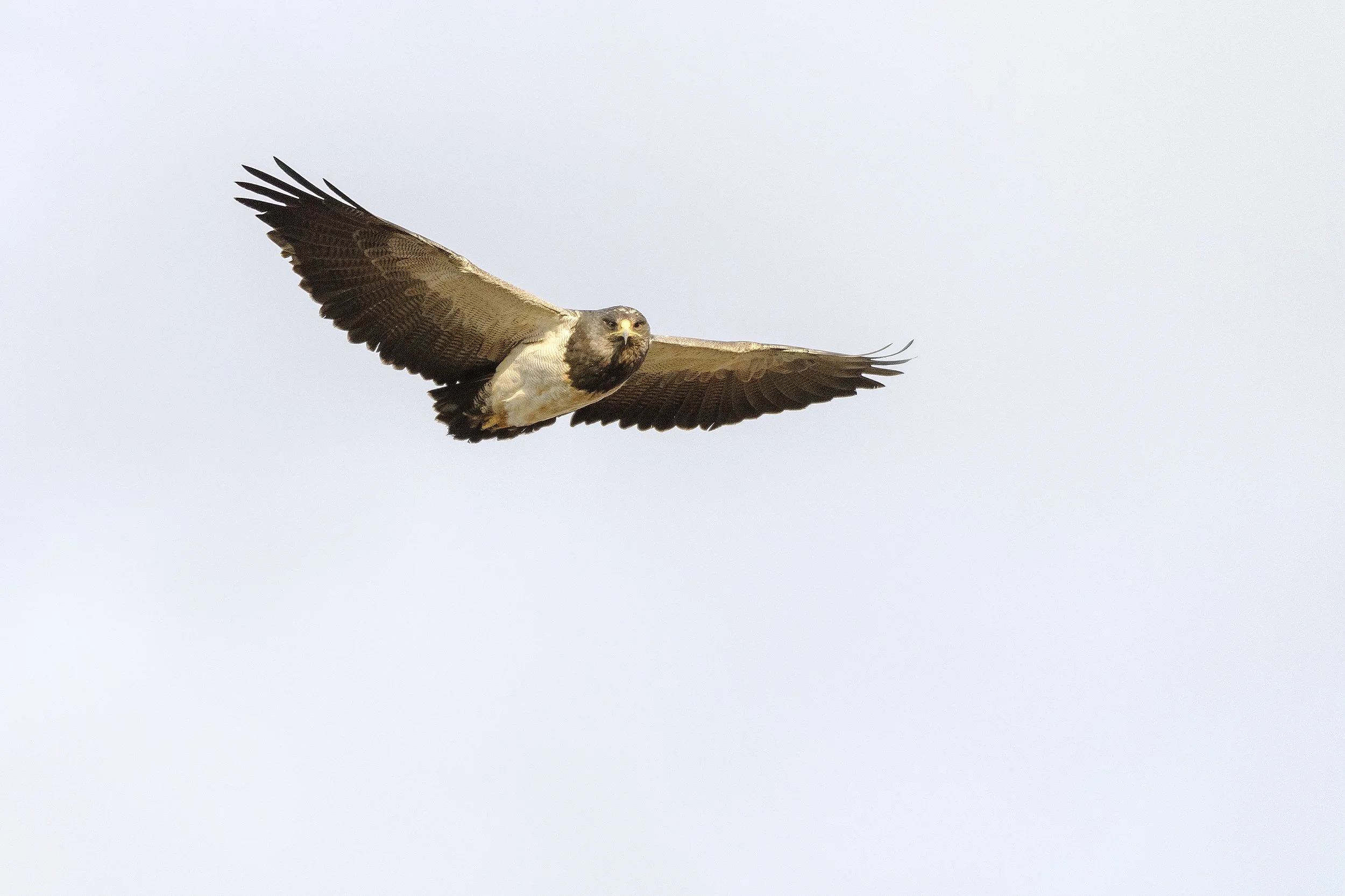 PIA_1853_aguila.jpg
