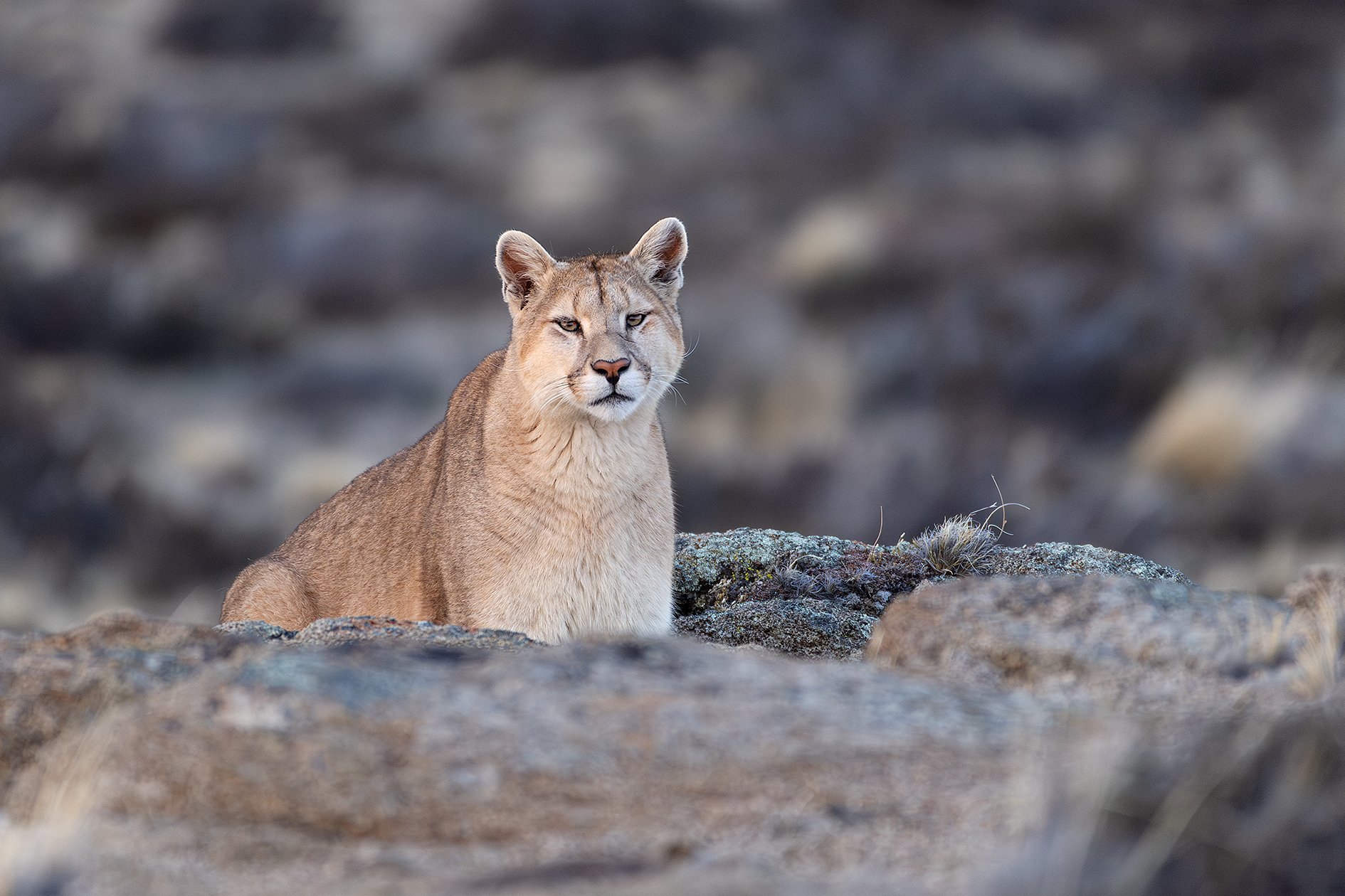 PIA_0386_puma_hembra_ni_10_09_2023.JPG