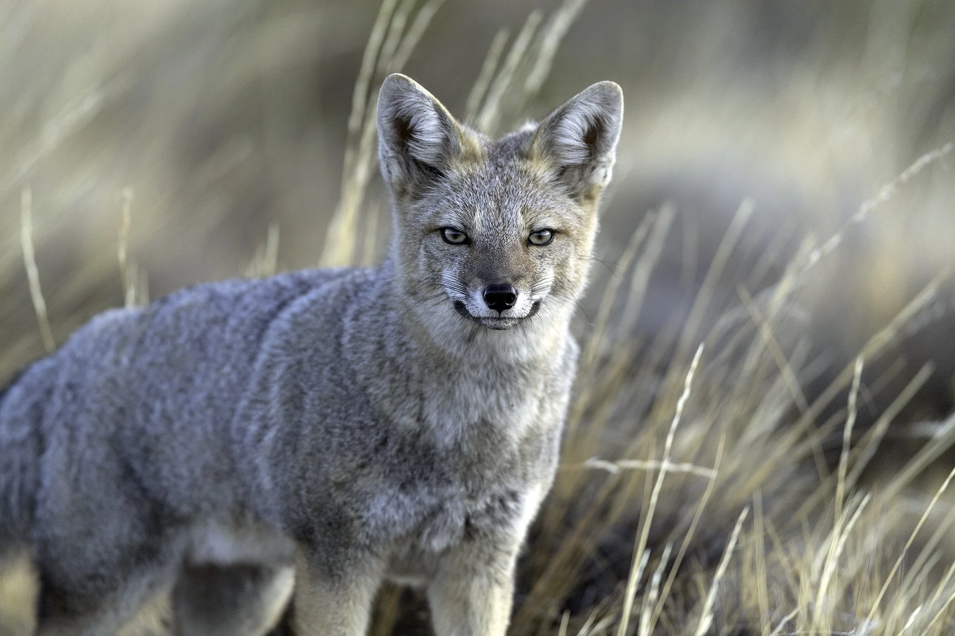 PIA_8102_zorro_chilla.jpg