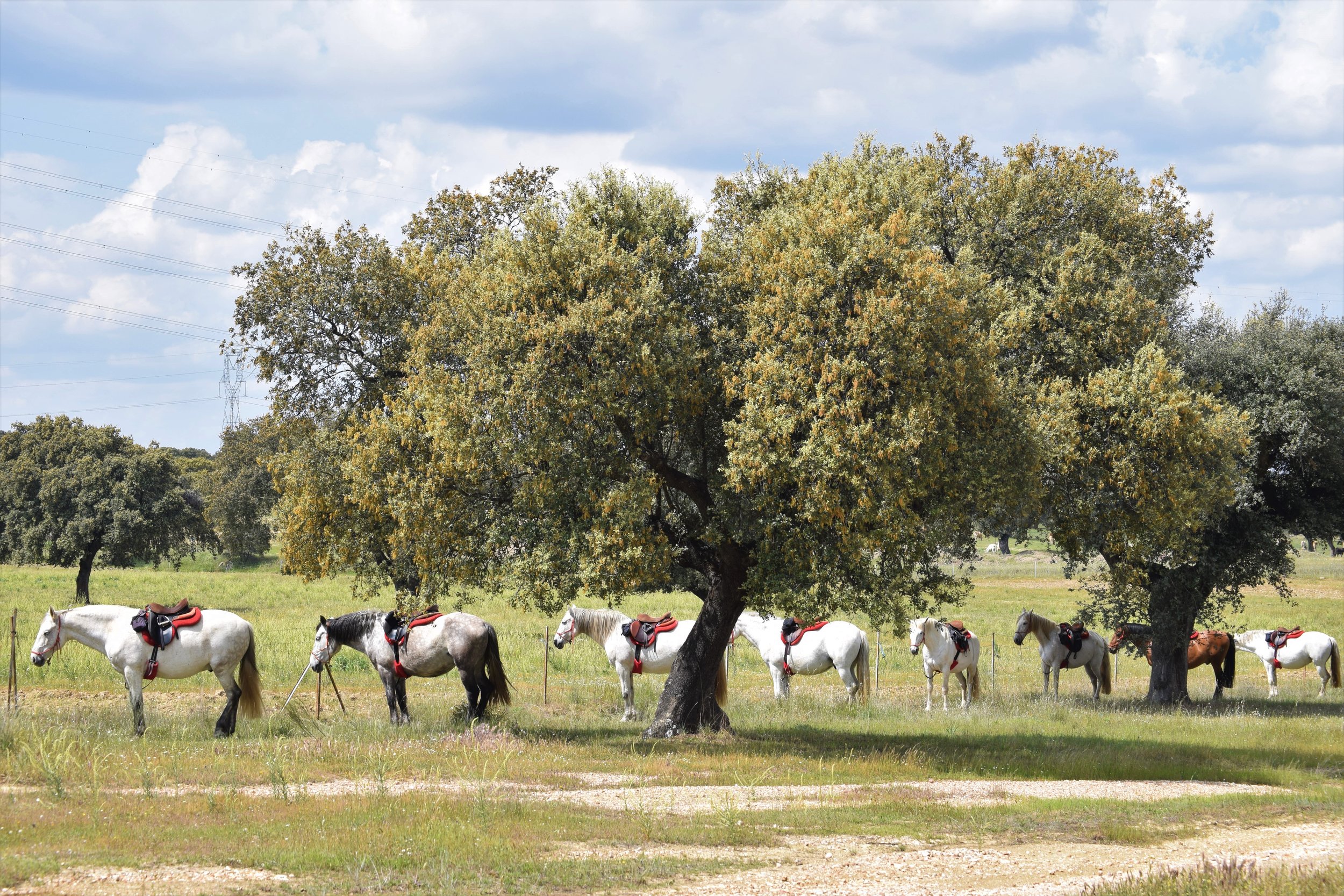 MONFRAGÜE NATIONAL PARK RIDE_APRIL2019_EXTREMADURA SPAIN (11).JPG